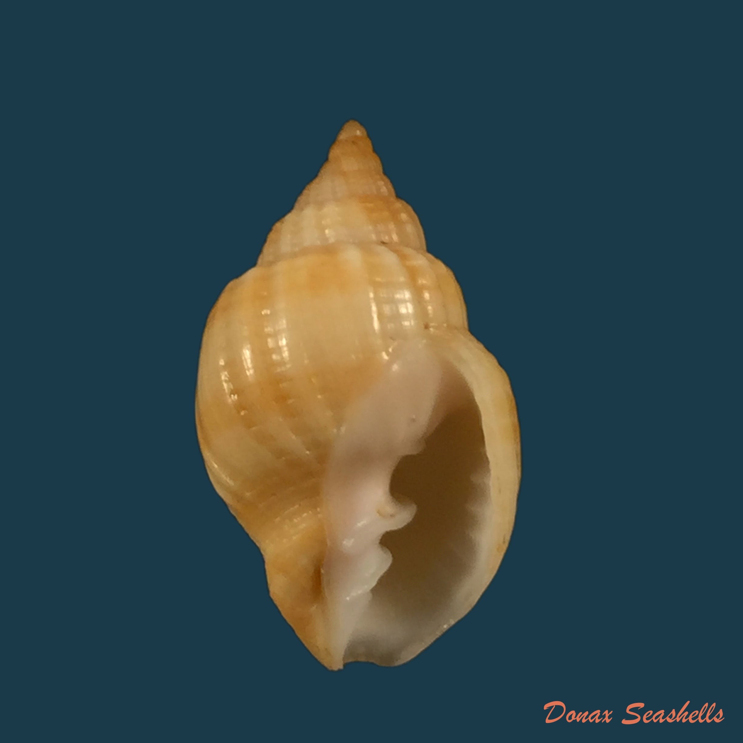 copia-de-cancellaria-obesa-g-b-sowerby-i-1833