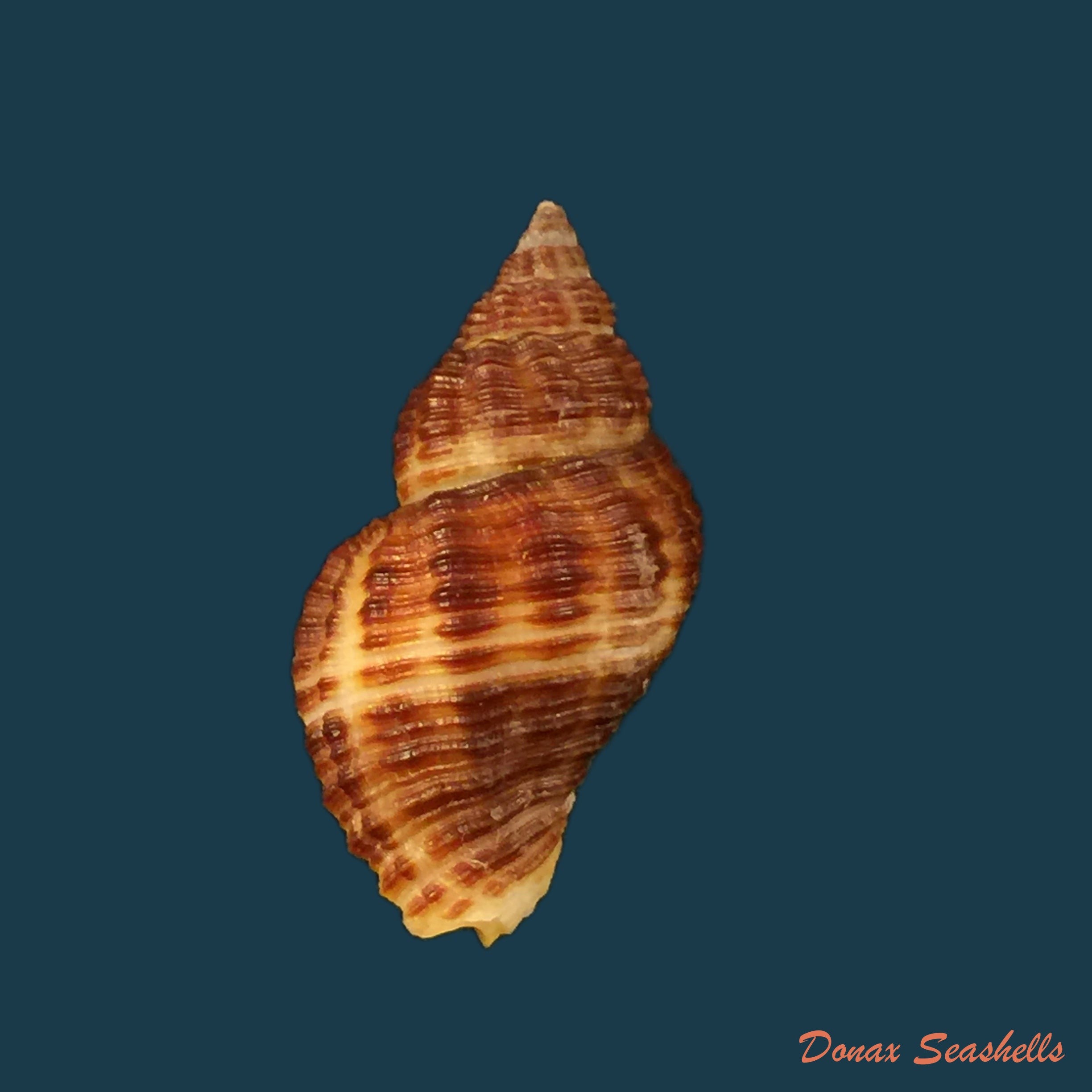 copia-de-cantharus-fumosus-dillwyn-1817-24-7mm