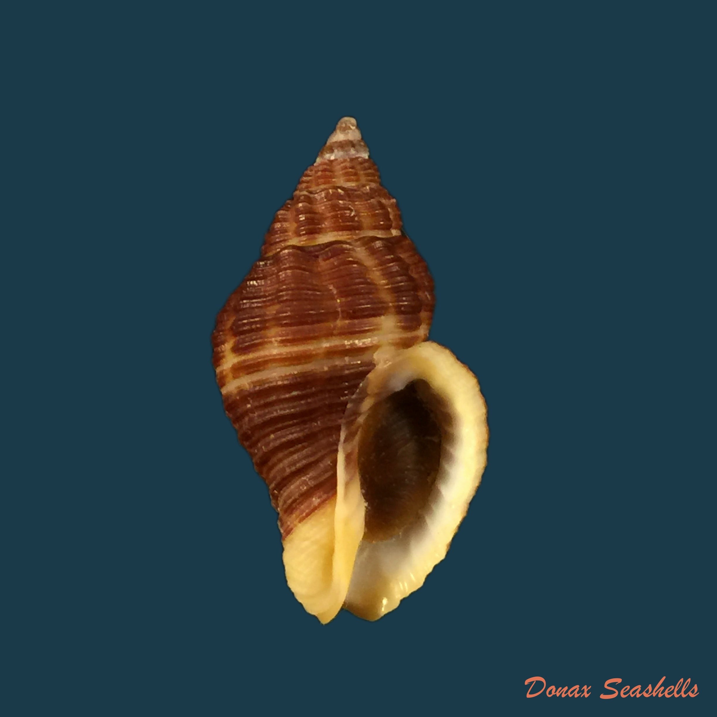 copia-de-cantharus-fumosus-dillwyn-1817-24-7mm