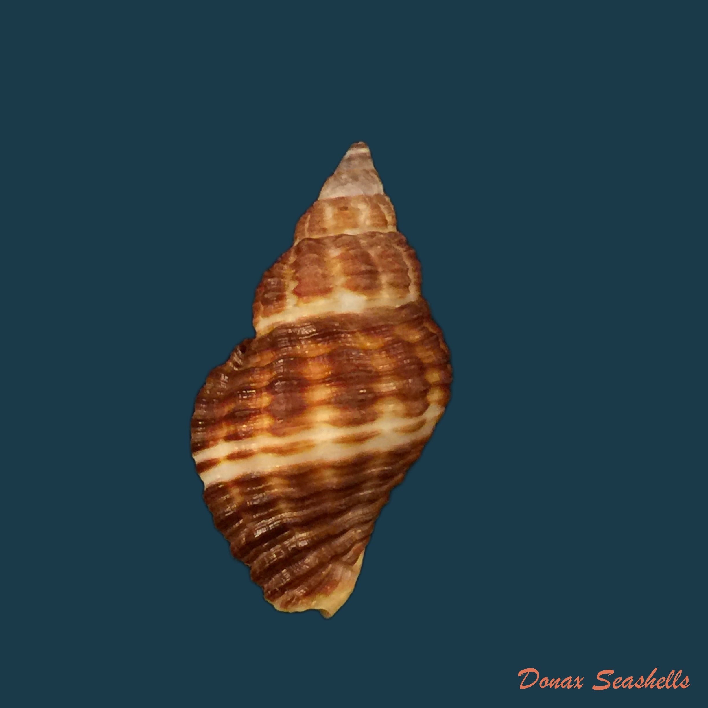 copia-de-cantharus-fumosus-dillwyn-1817-28-5mm