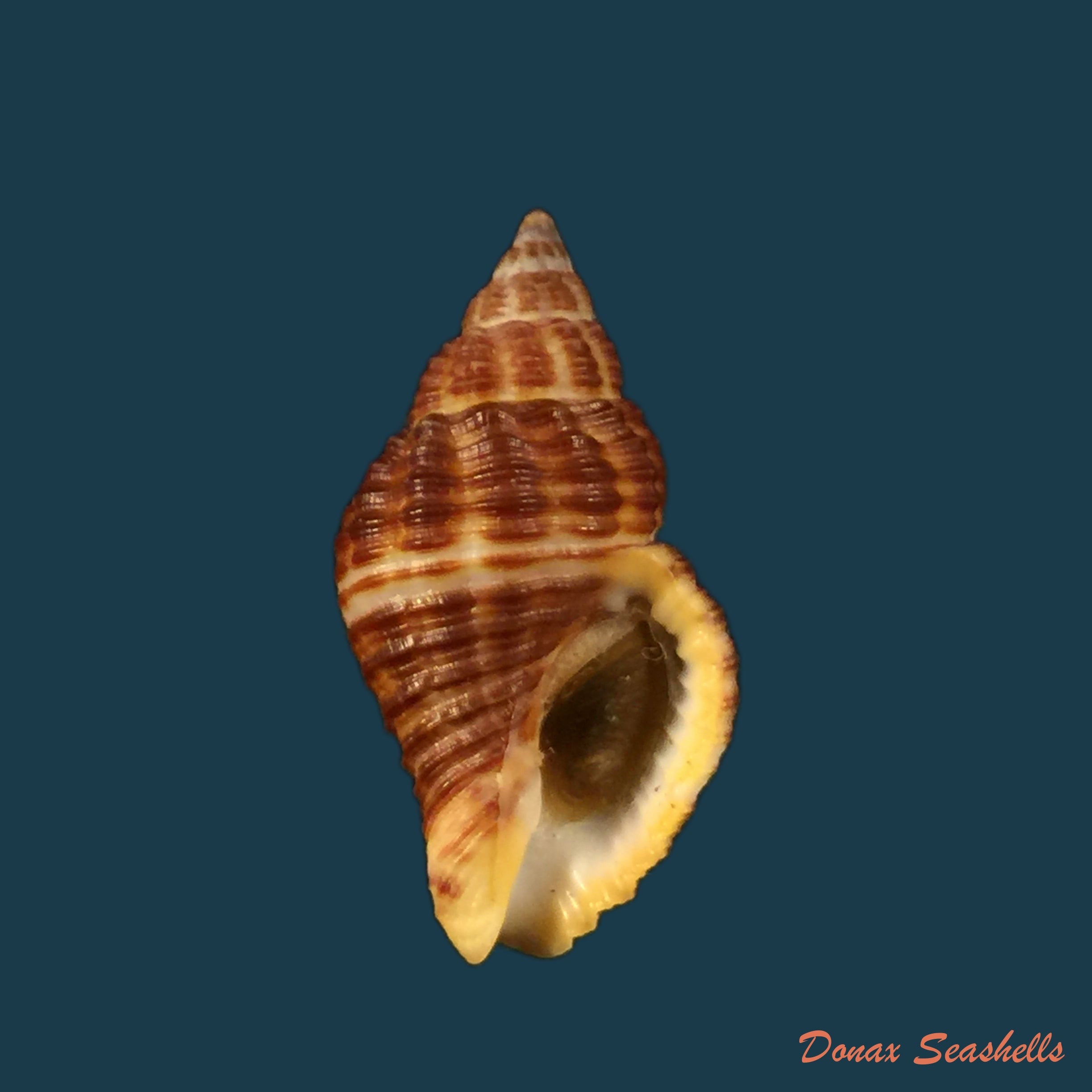 copia-de-cantharus-fumosus-dillwyn-1817-28-5mm