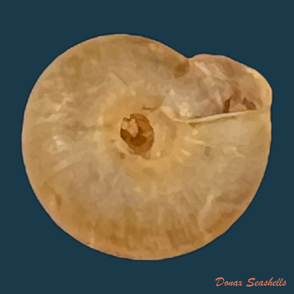 copia-de-caracollina-lenticula-michaud-1831-6-2mm-1