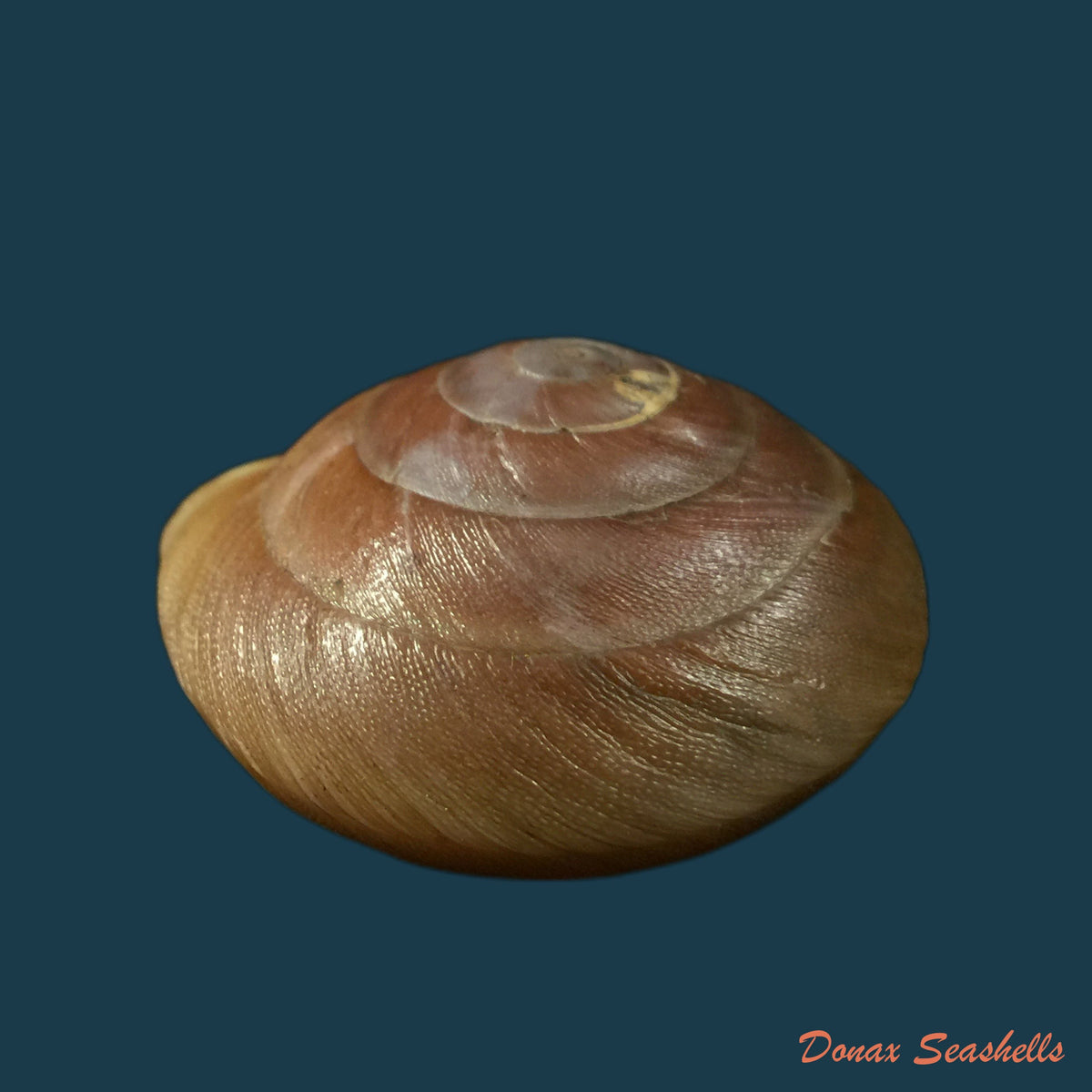 copia-de-caracolus-sagemon-h-beck-1837-34-6mm