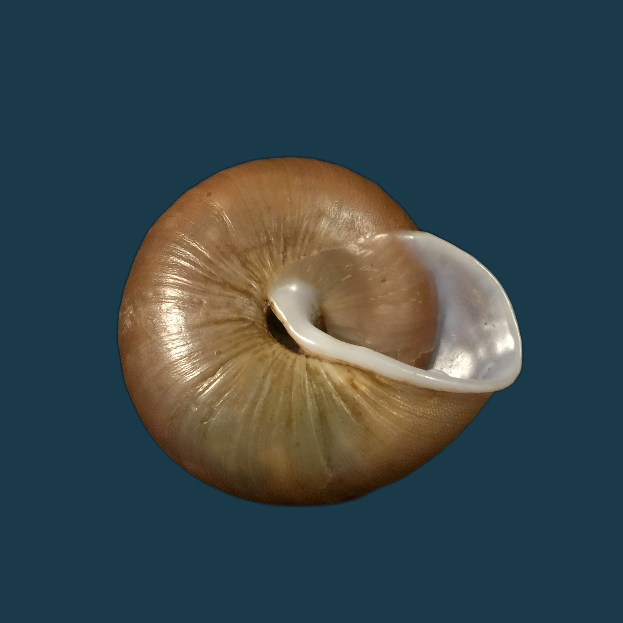 Lucerna lamarckii heteroclites Lamarck, 1822 - 46,8毫米