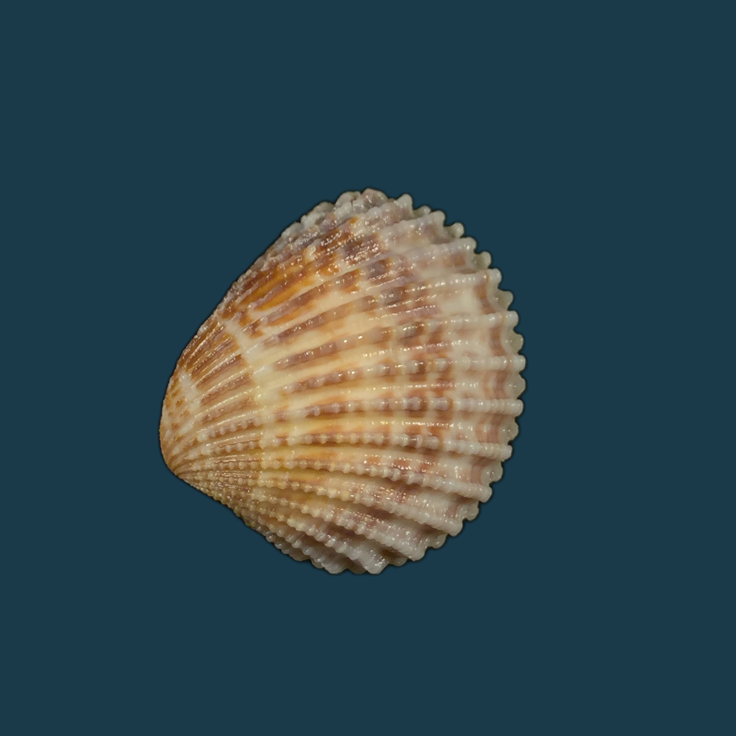 Cardiocardita 半开 (Bruguière, 1792) - 27,6mm