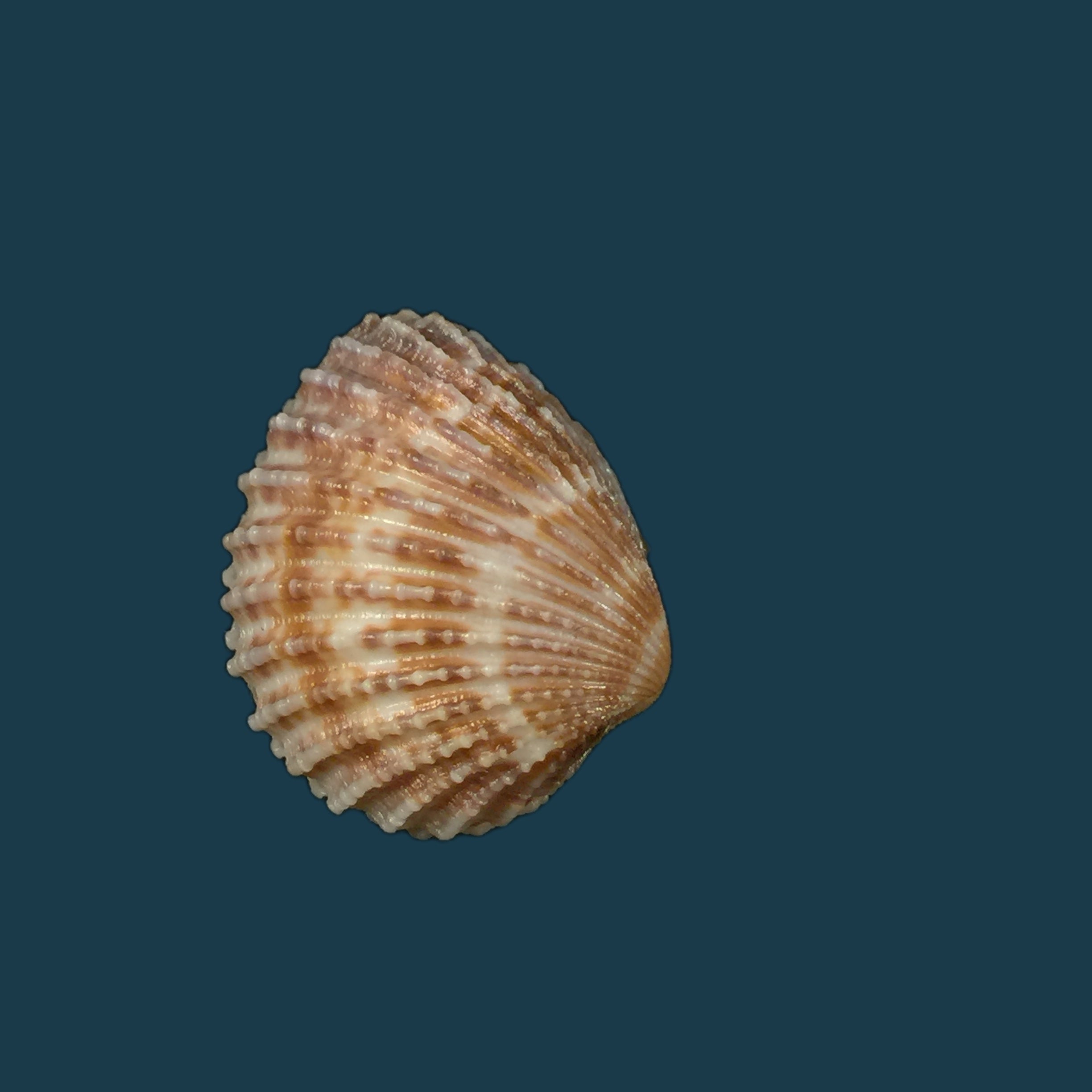 Cardiocardita 半开 (Bruguière, 1792) - 25,7mm