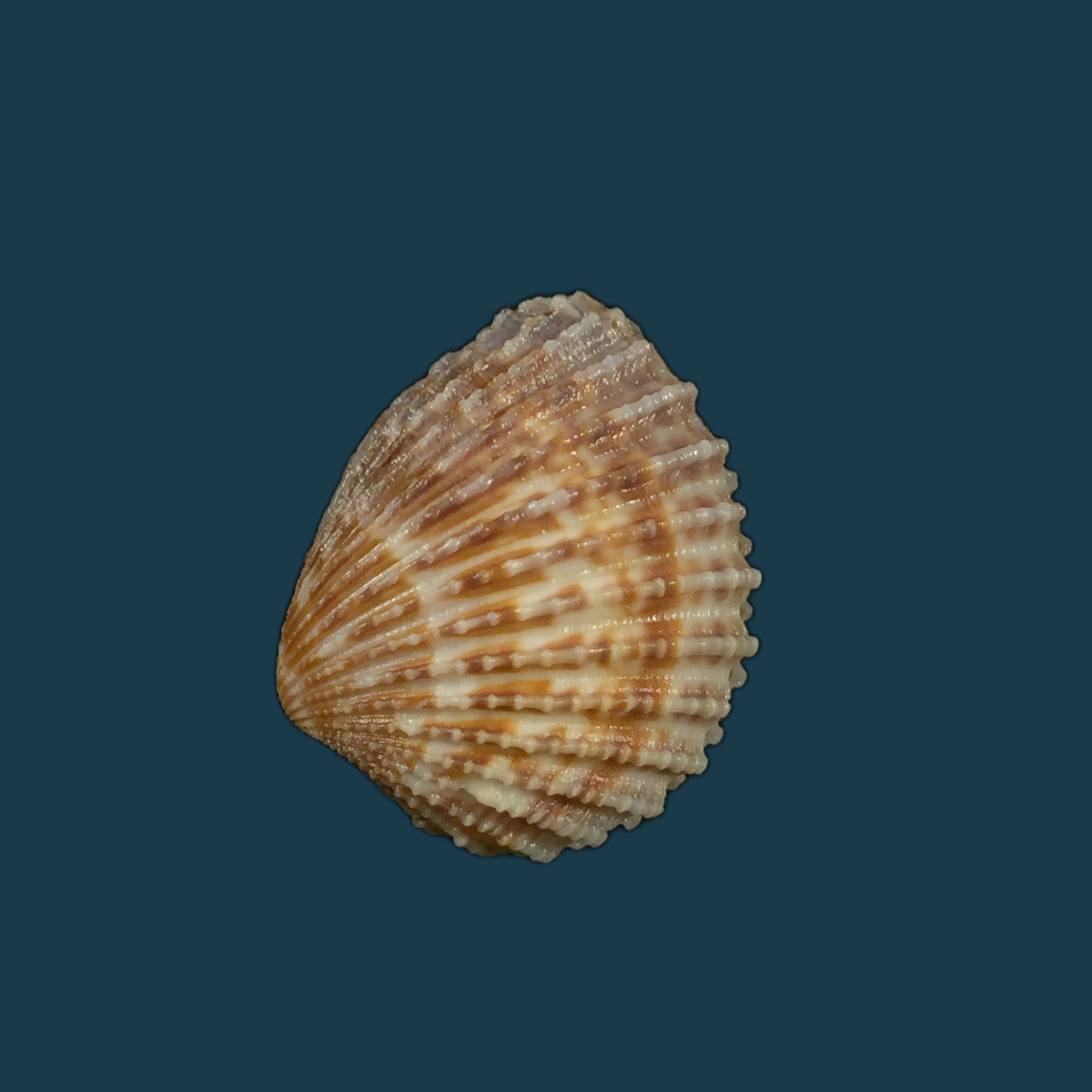 Cardiocardita 半开 (Bruguière, 1792) - 25,7mm
