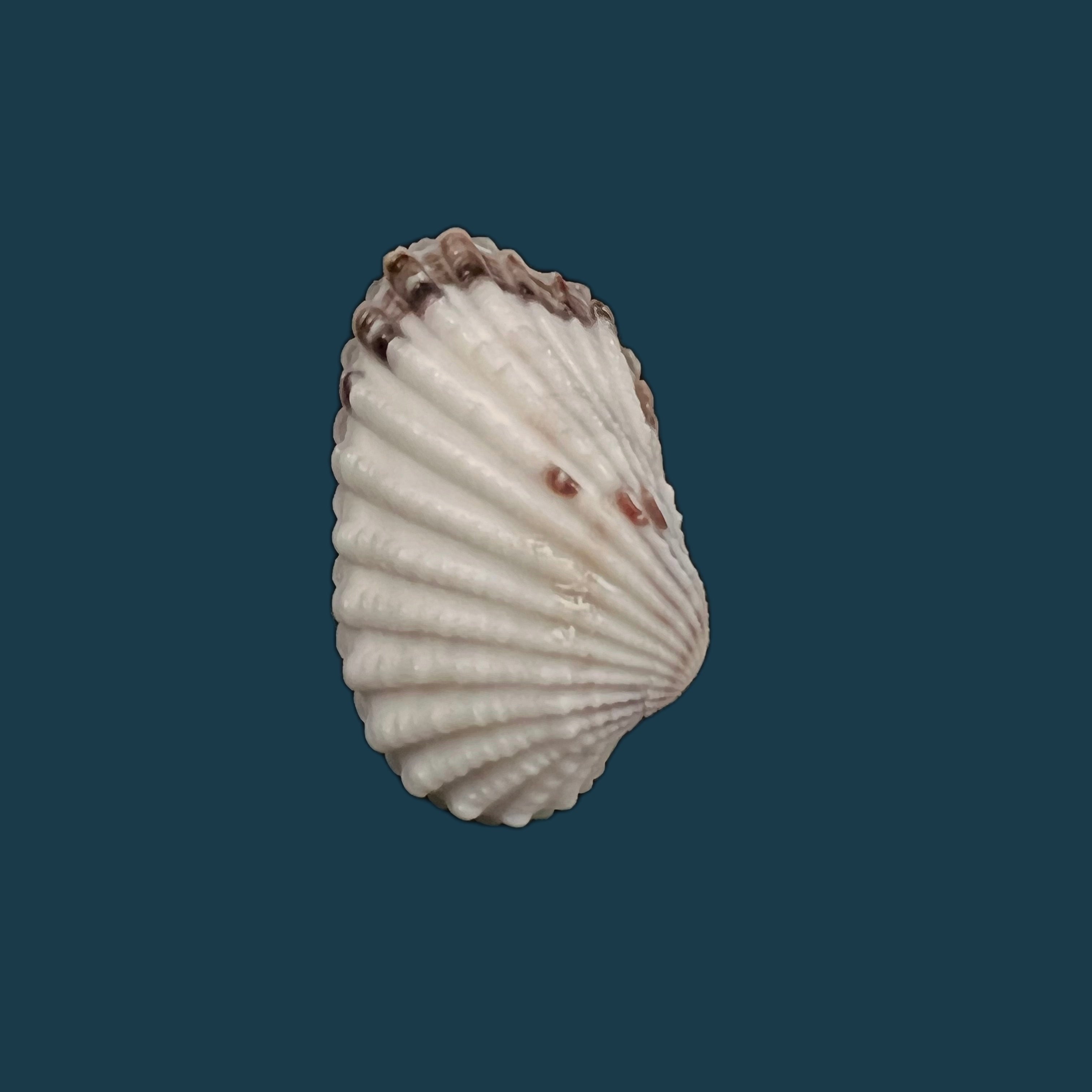 Cardites floridanus (Conrad, 1838) - 27毫米