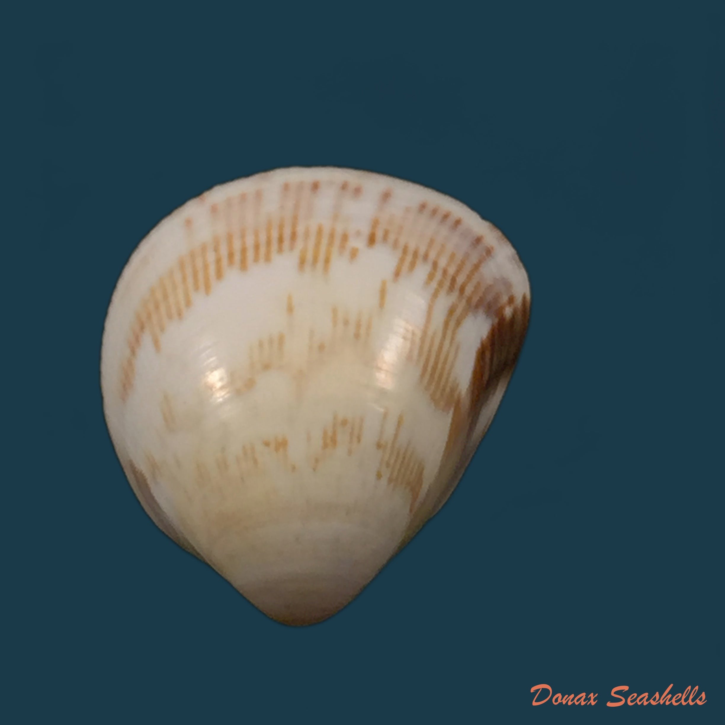 copia-de-carditamera-gracilis-schuttleworth-1856-41-5mm