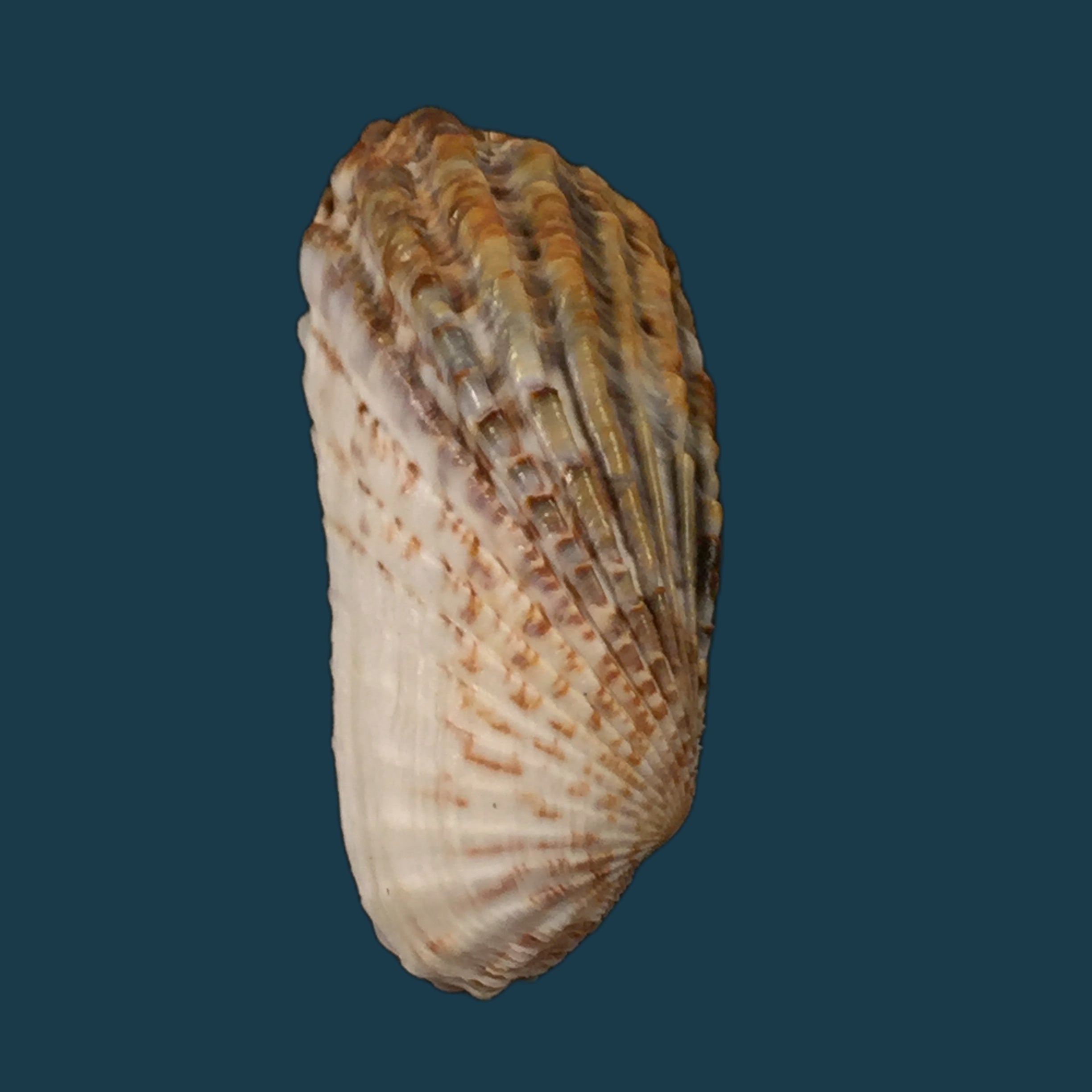 Carditamera gracilis (Schuttleworth, 1856) - 43,3毫米