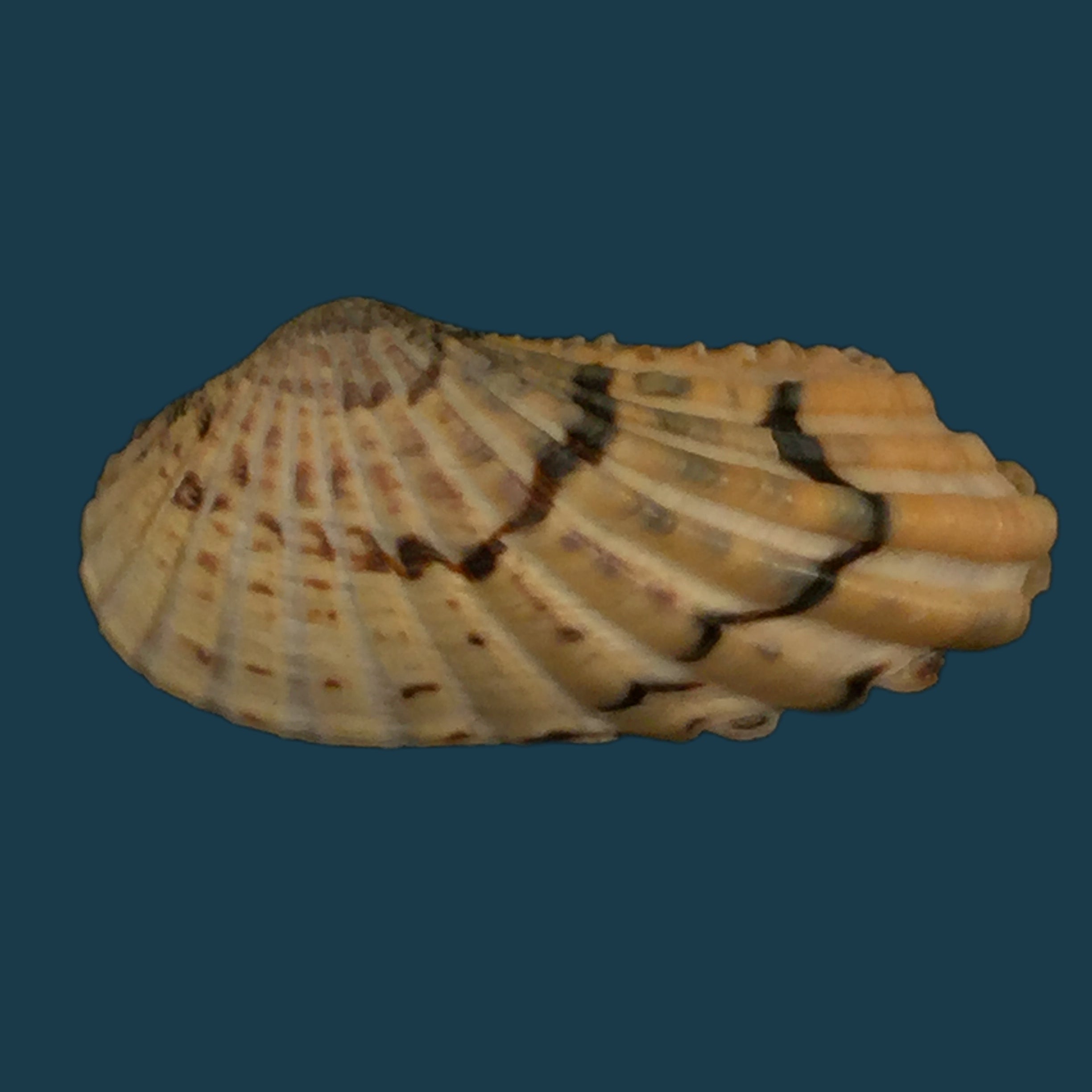 Carditamera radiata (GB Sowerby I, 1833) - 37,2mm