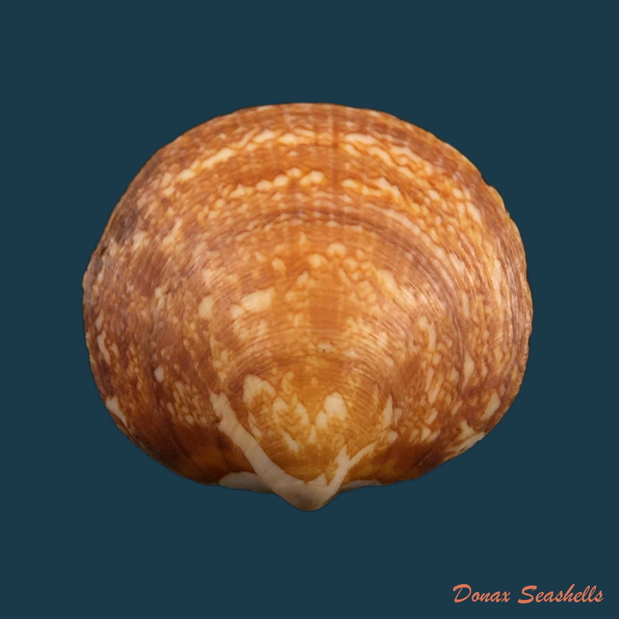 copia-de-cardium-costatum-linnaeus-1758-79mm