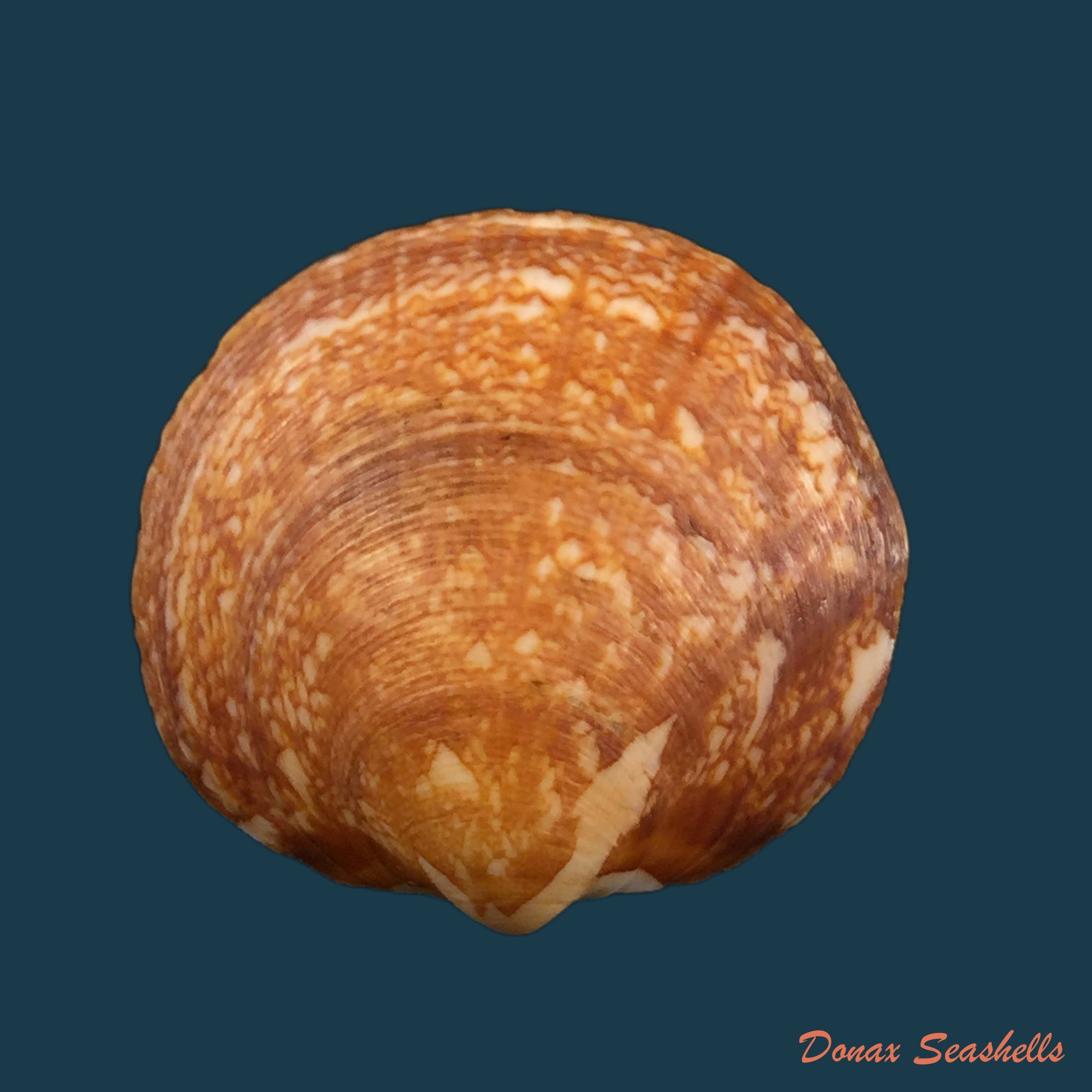copia-de-cardium-costatum-linnaeus-1758-79mm