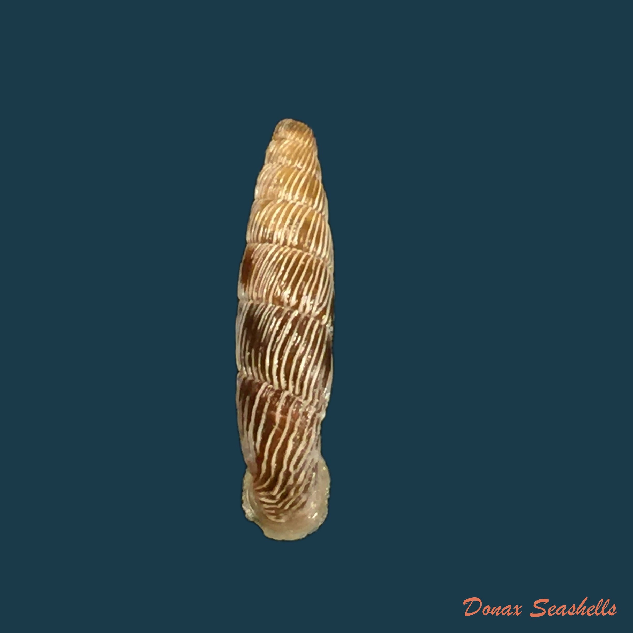 copia-de-carinigera-albicostata-o-boettger-1877-19-1mm