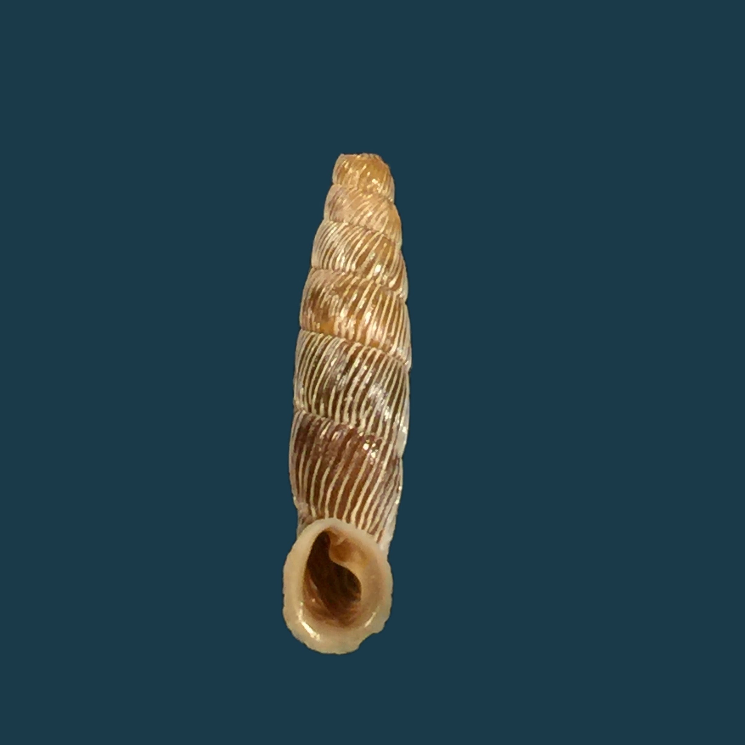 Carinigera albicostata (O. Boettger, 1877) - 18,8mm