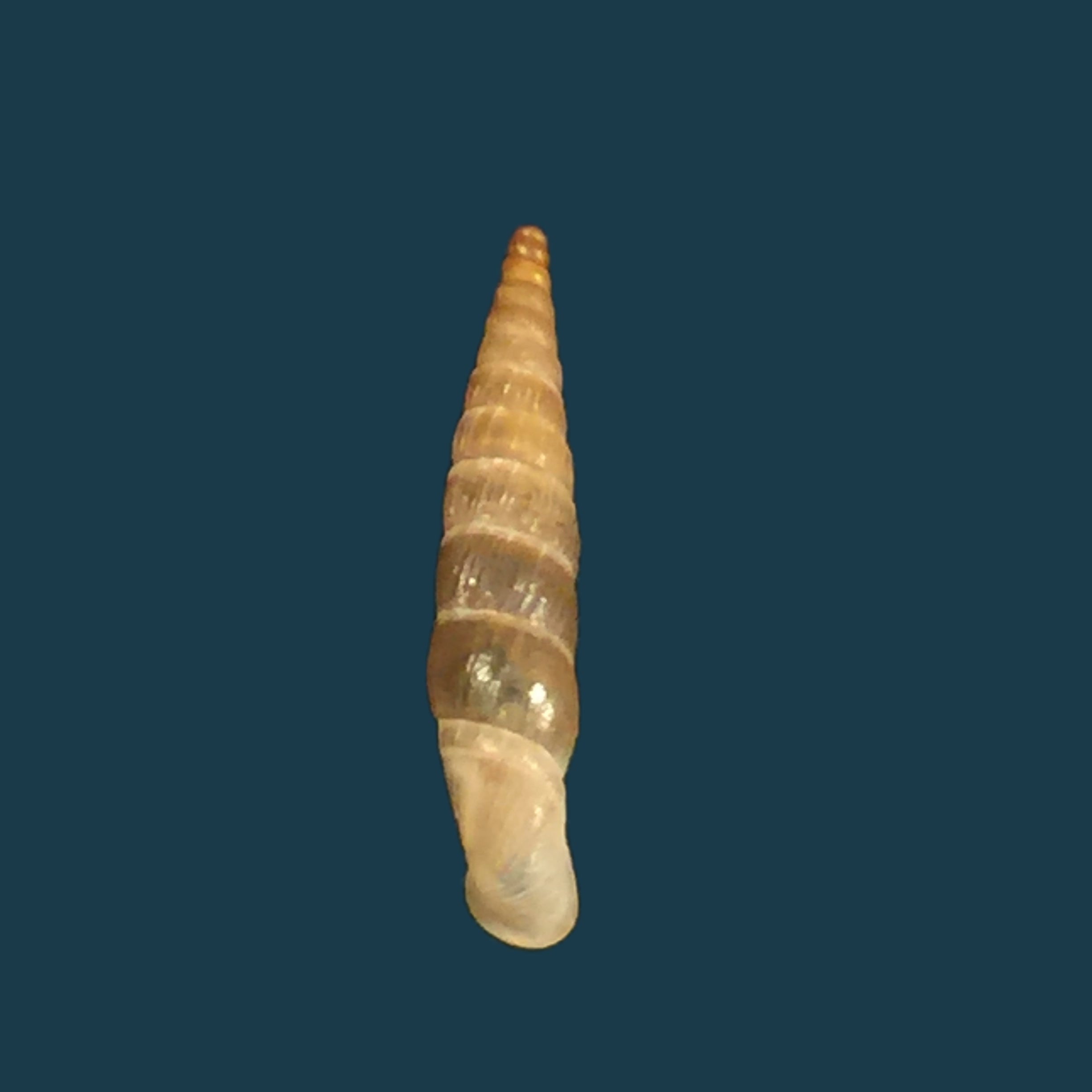 Carinigera hiltrudae H. Nordsieck, 1974 - 16,5mm