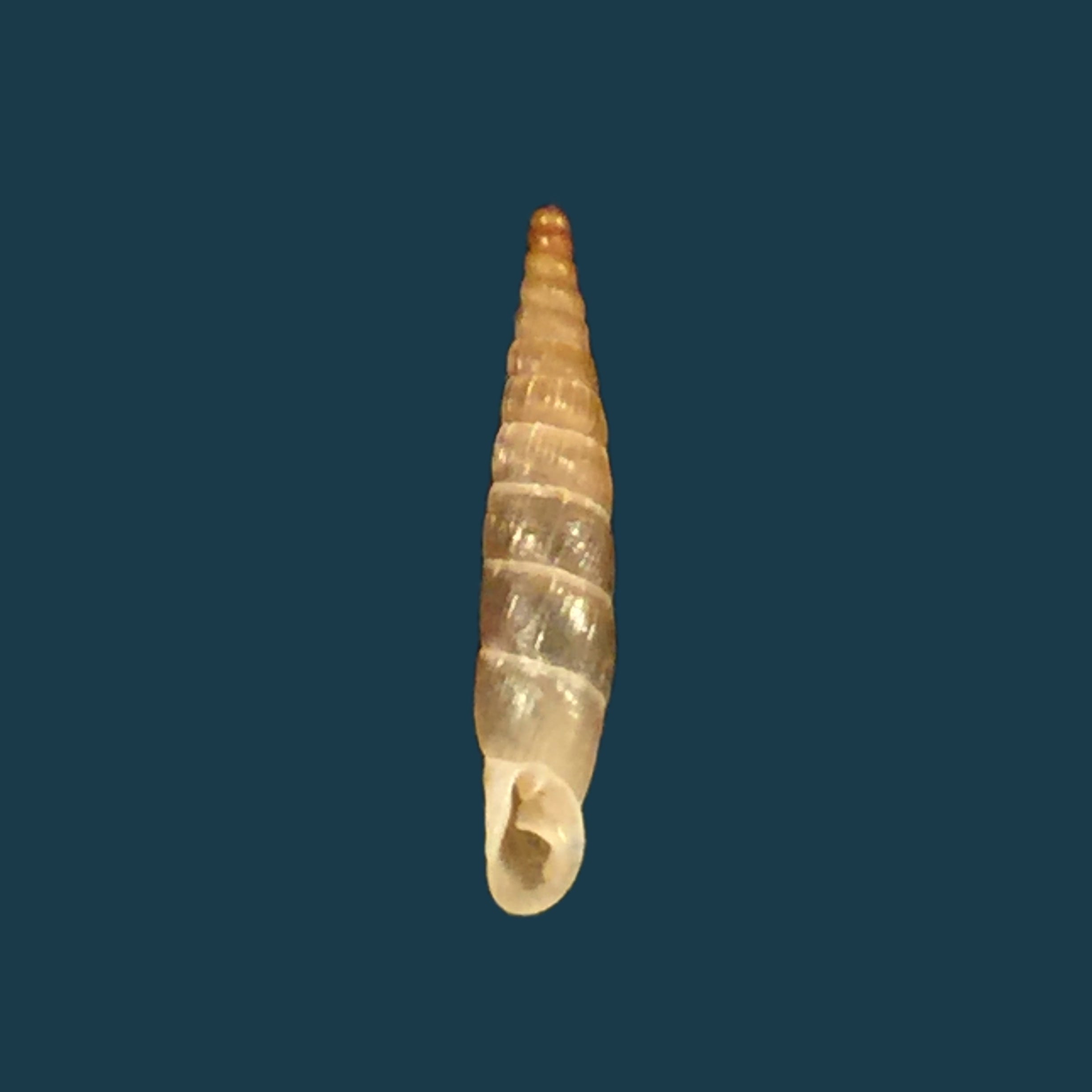 Carinigera hiltrudae H. Nordsieck, 1974 - 16,5mm