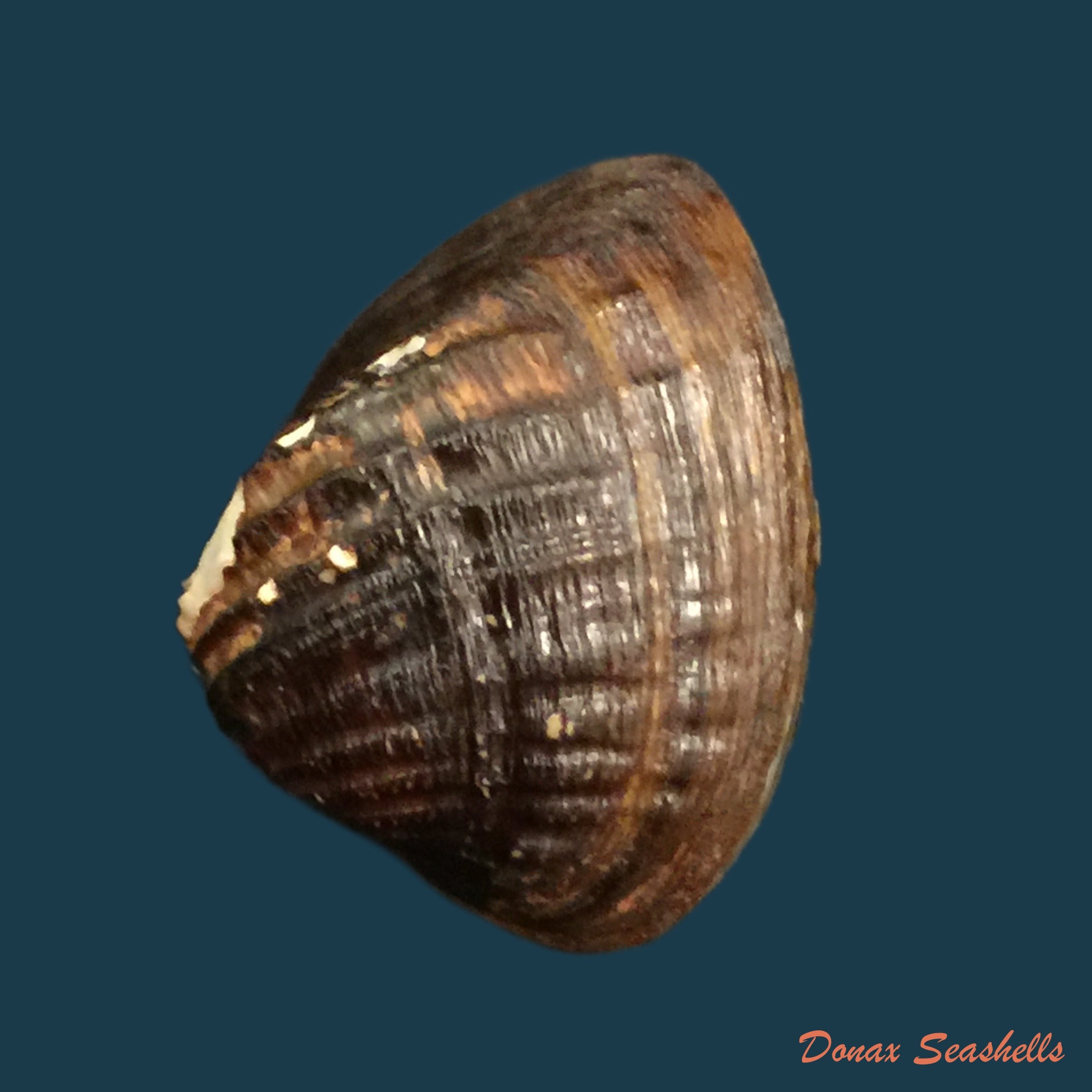 copia-de-castalia-ambigua-lamarck-1819-27-9mm-1