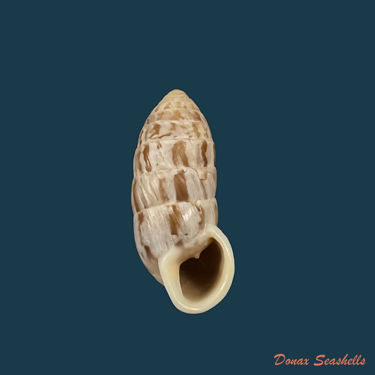 copia-de-cerion-humberti-clench-aguayo-1949-28-6mm