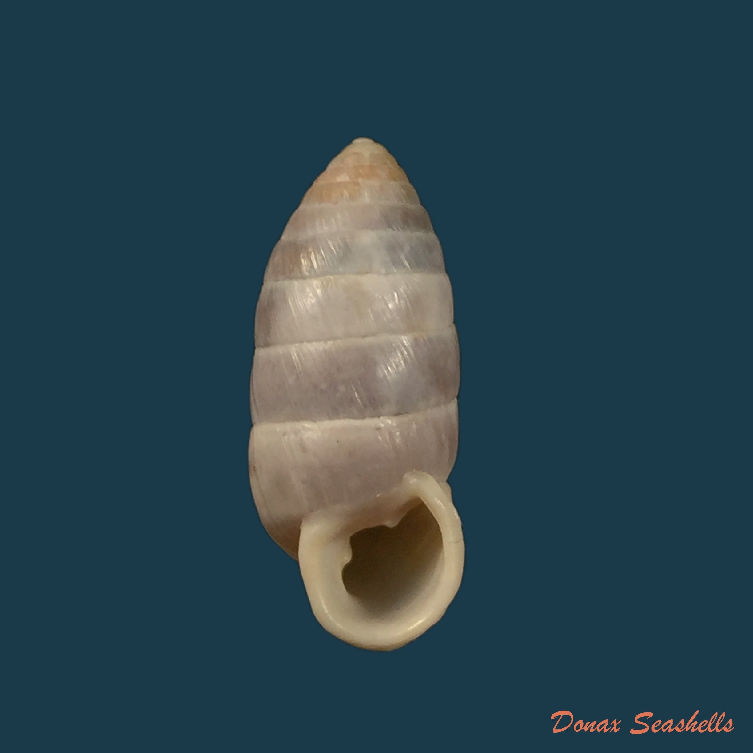 copia-de-cerion-incanum-binney-1851-23-7mm