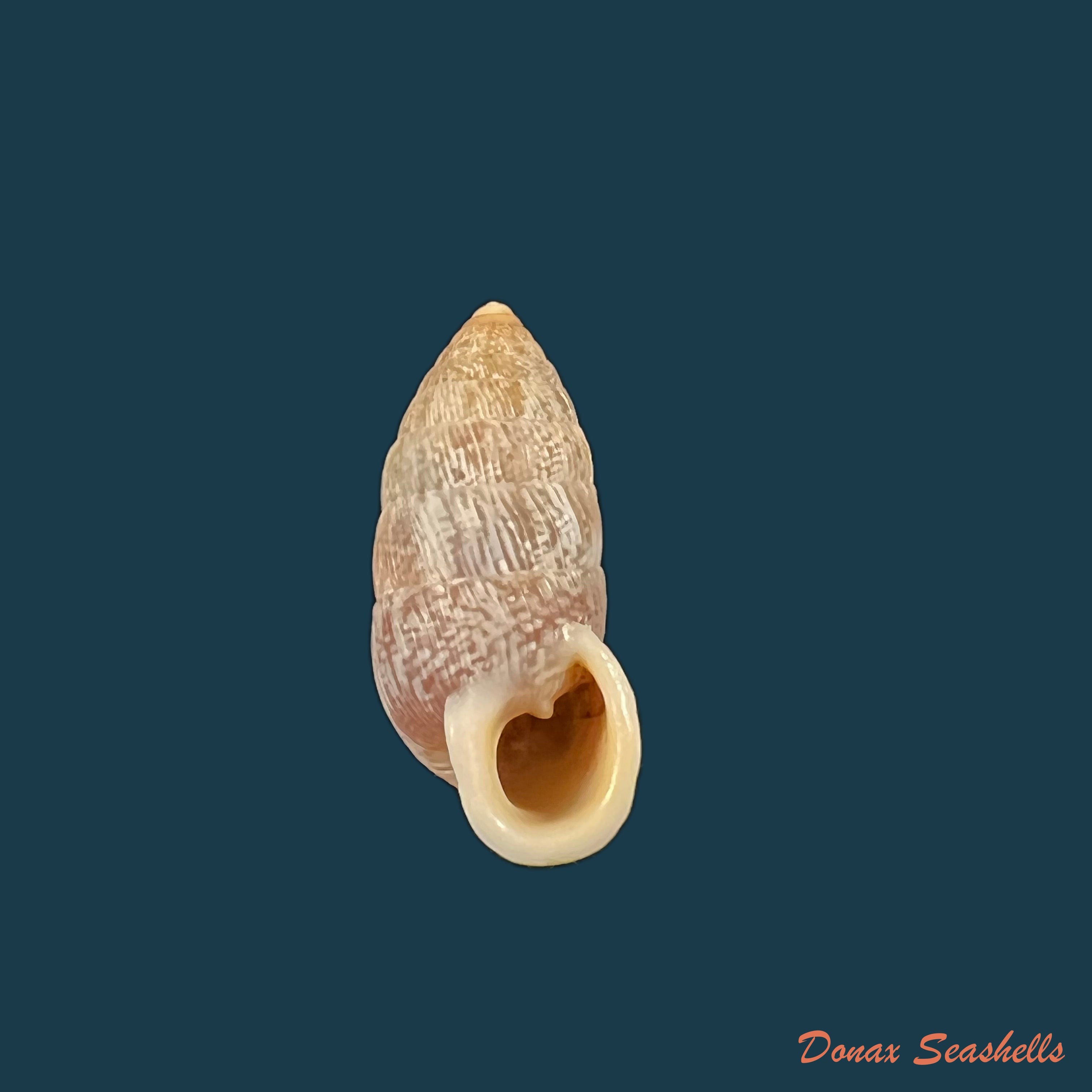 copia-de-cerionvullneratum-kuster-1855-20-6mm