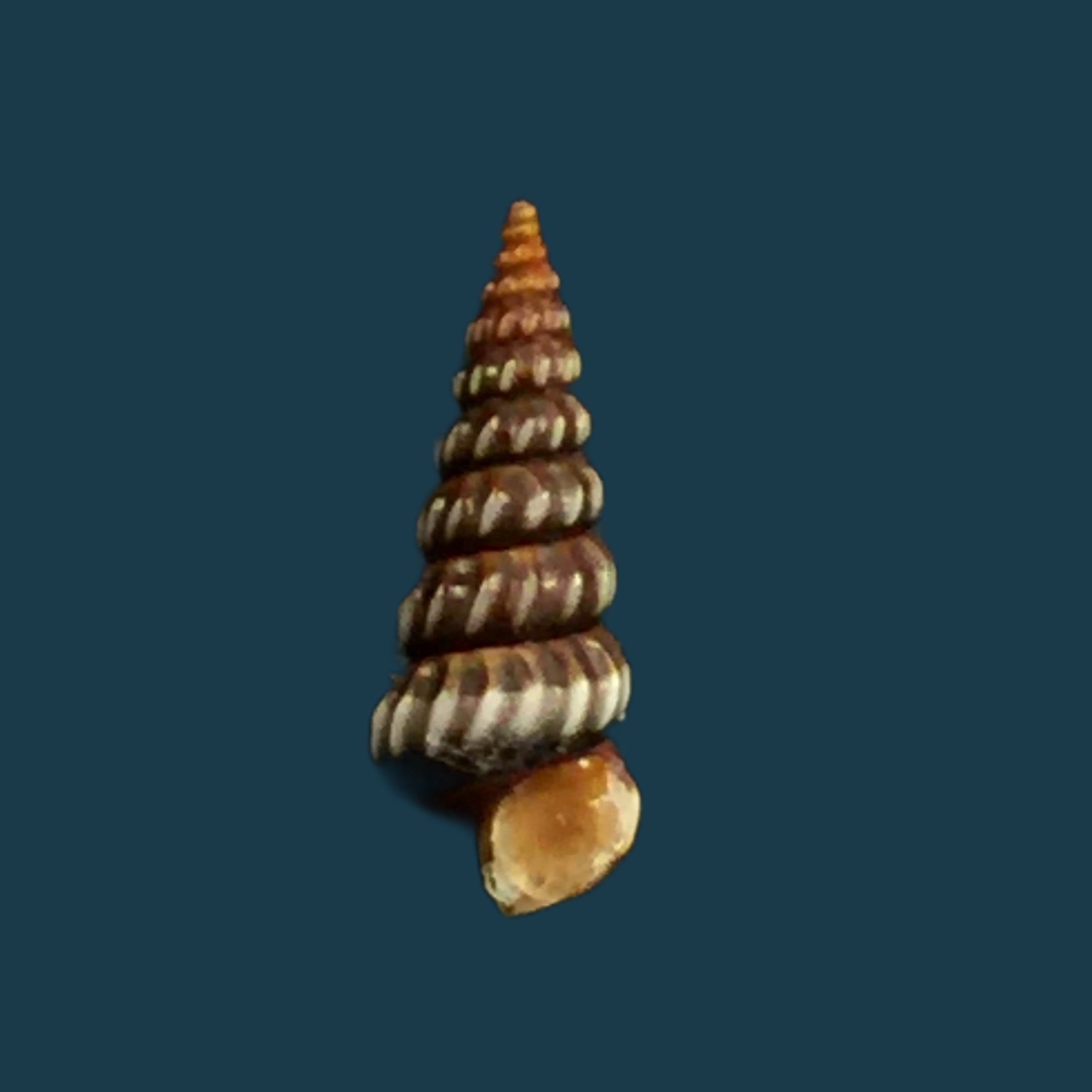 Cerithideopsis costata (da Costa, 1778) - 12,5mm