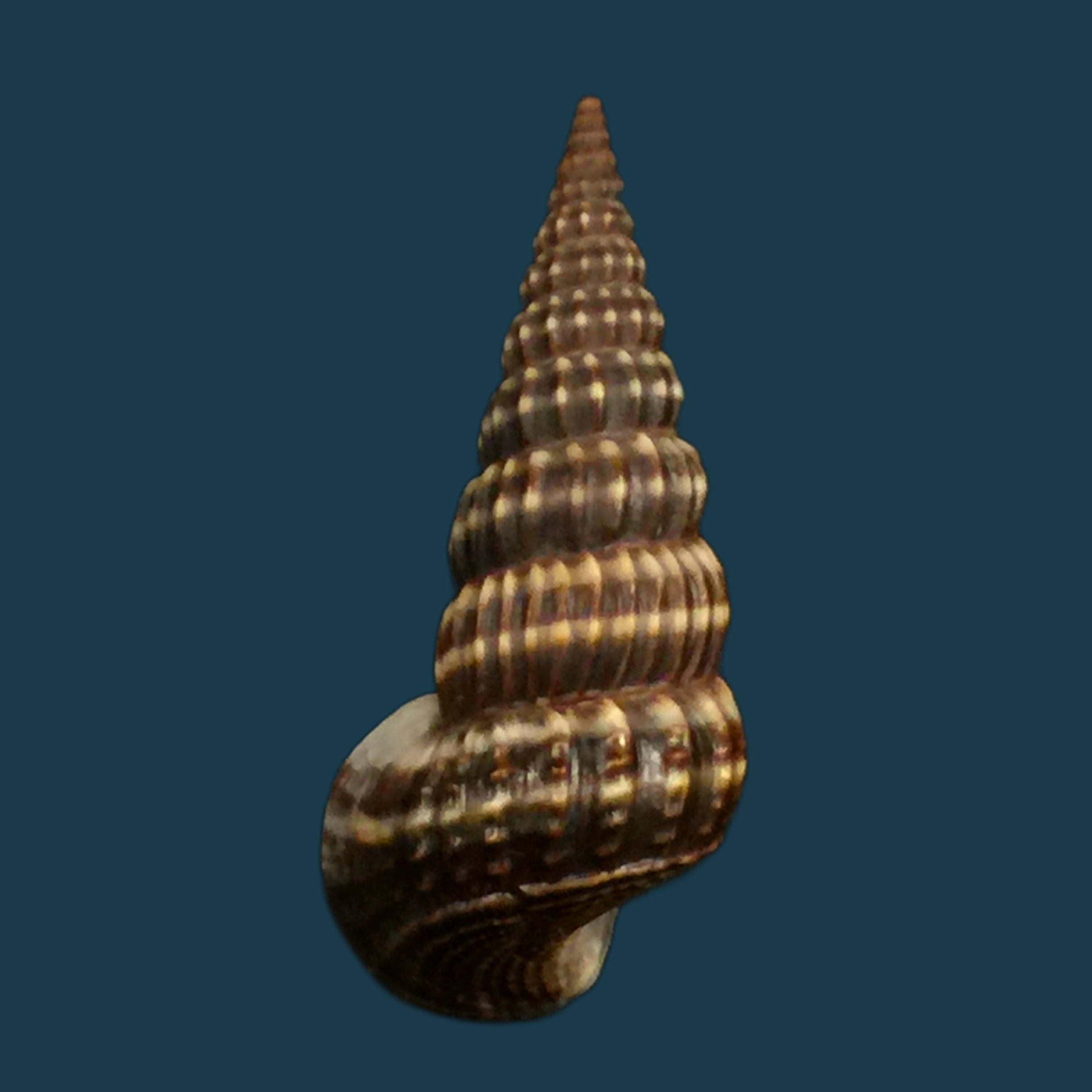 Cerithidea montagnei (d'Orbigny, 1839) - 34,5mm