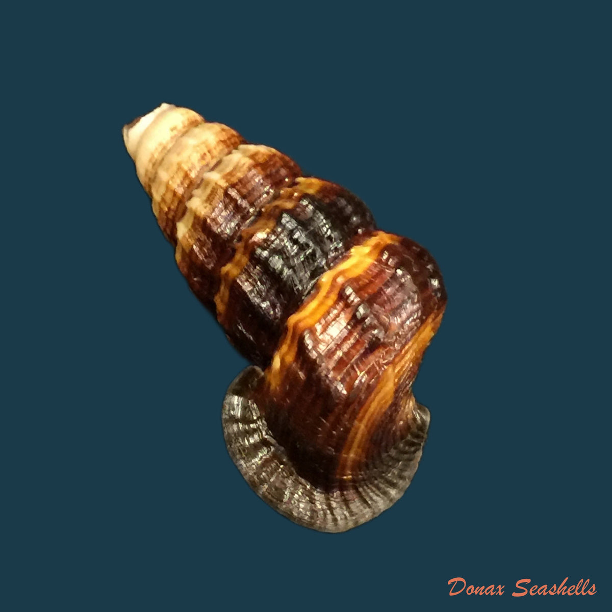 copia-de-cerithidea-obtusa-lamarck-1822-45-1mm