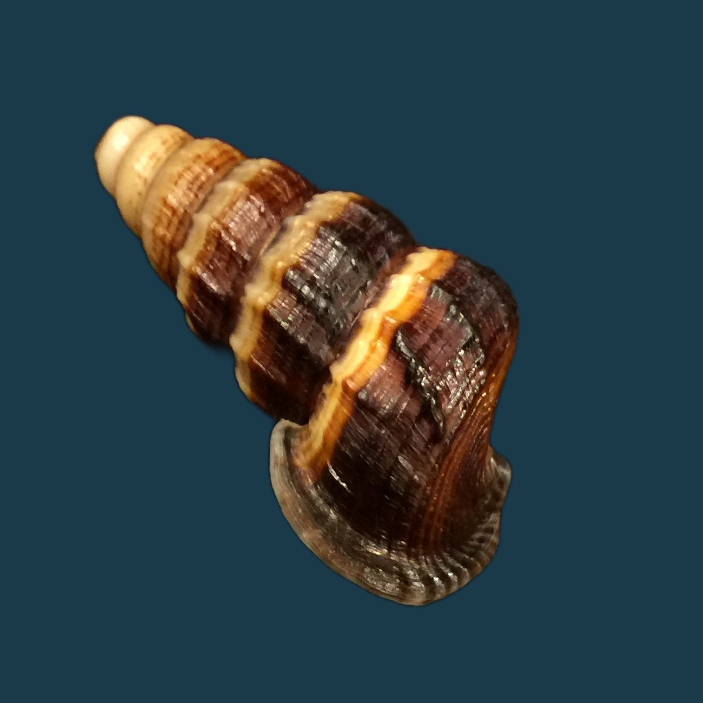 Cerithidea obtusa (拉马克, 1822) - 45,1mm