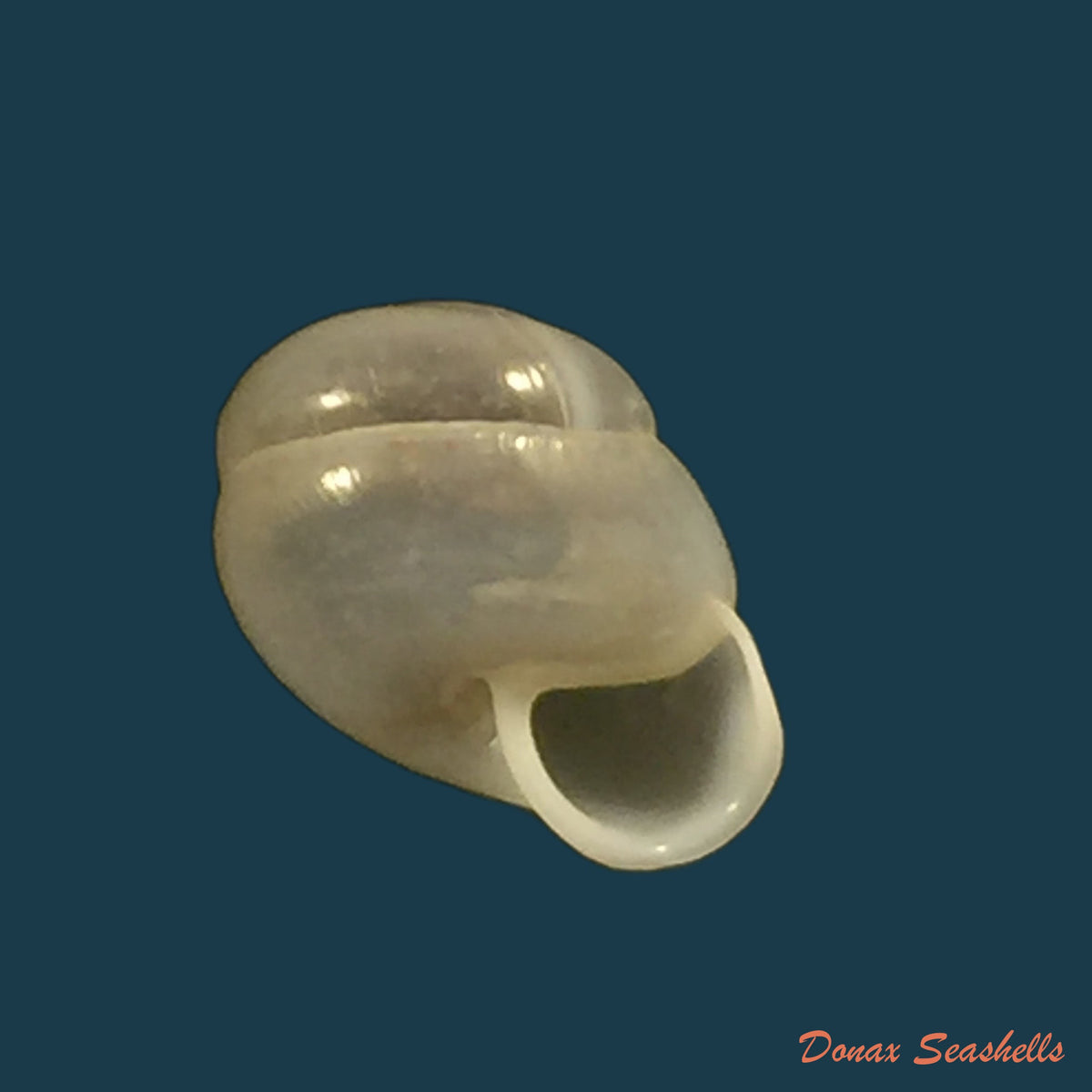 copia-de-cerithidea-obtusa-lamarck-1822
