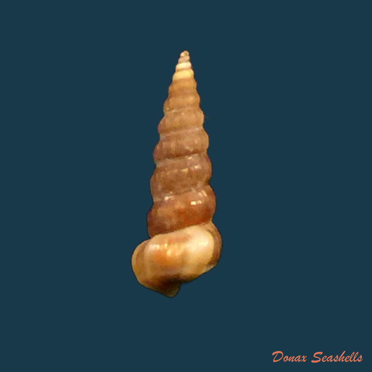 copia-de-cerithidea-scalariformis-say-1825