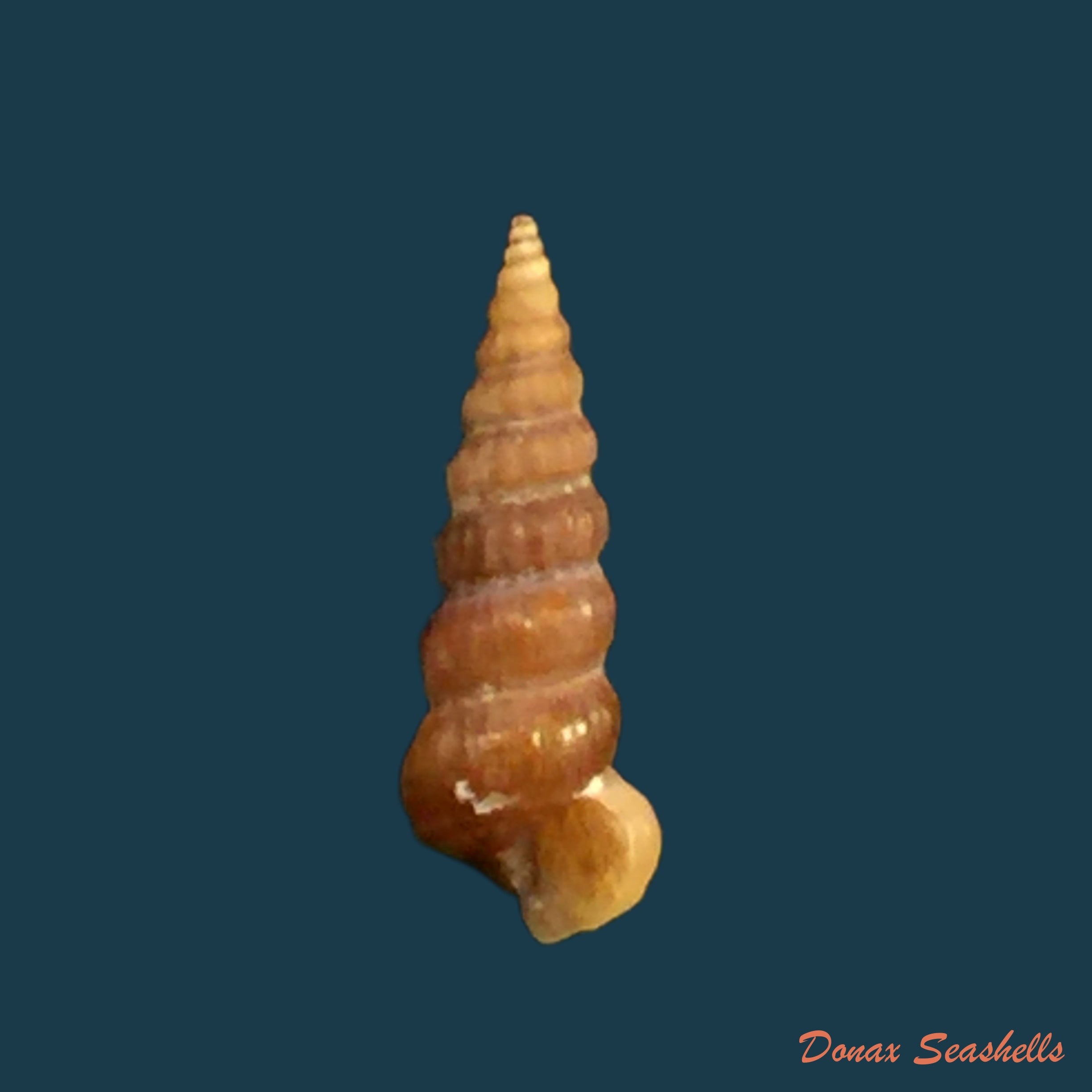 copia-de-cerithidea-scalariformis-say-1825