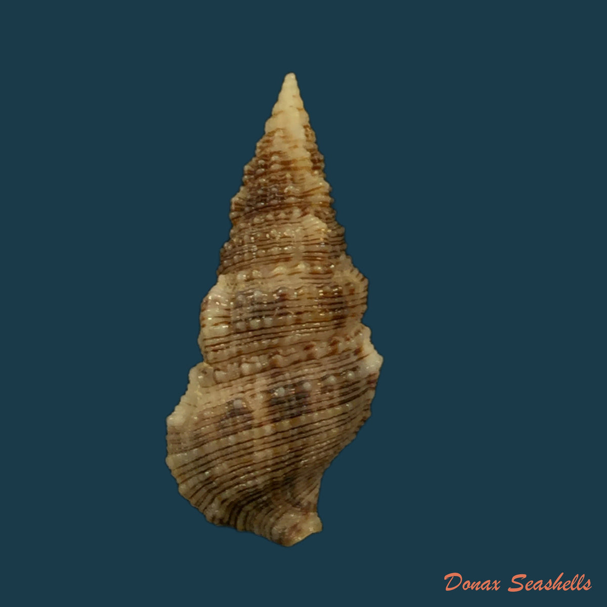 copia-de-cerithium-atratum-born-1778-27-1mm