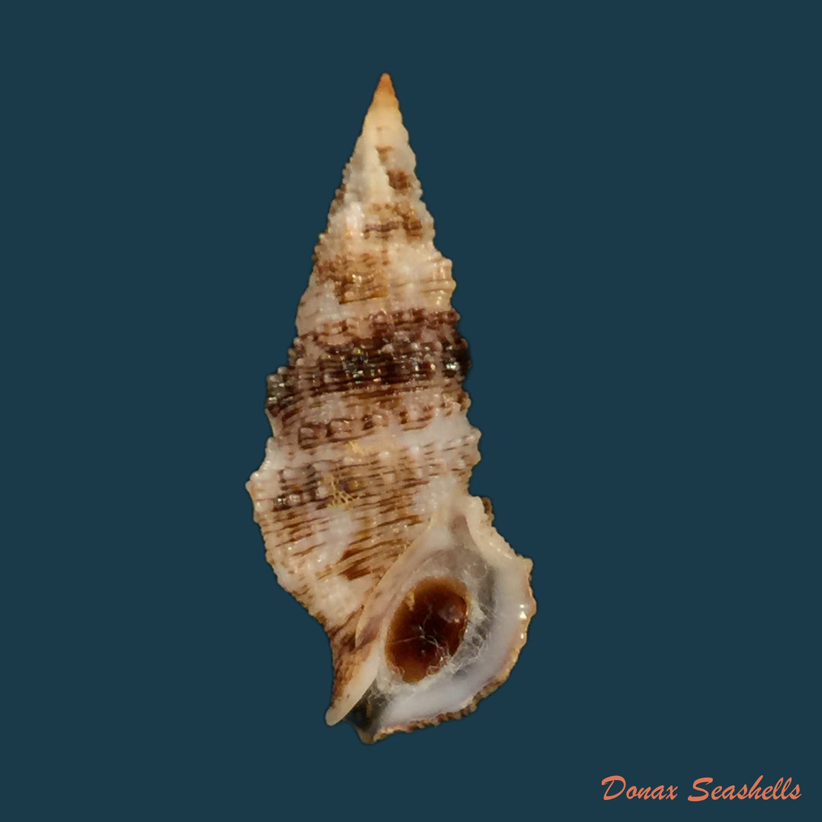 copia-de-cerithium-atratum-born-1778-28-8mm