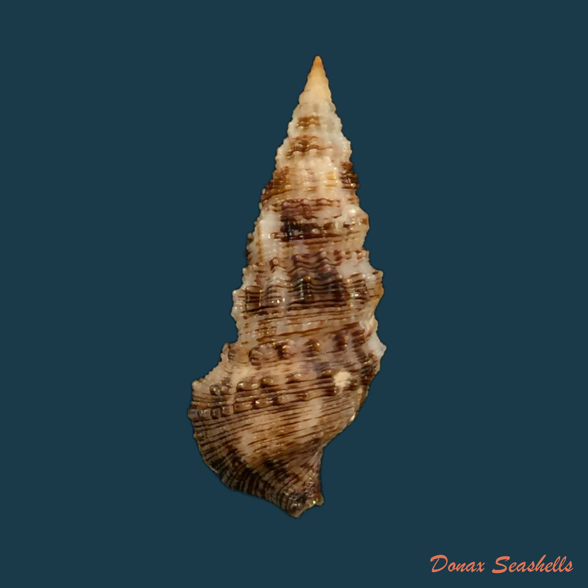 copia-de-cerithium-atratum-born-1778-28-8mm