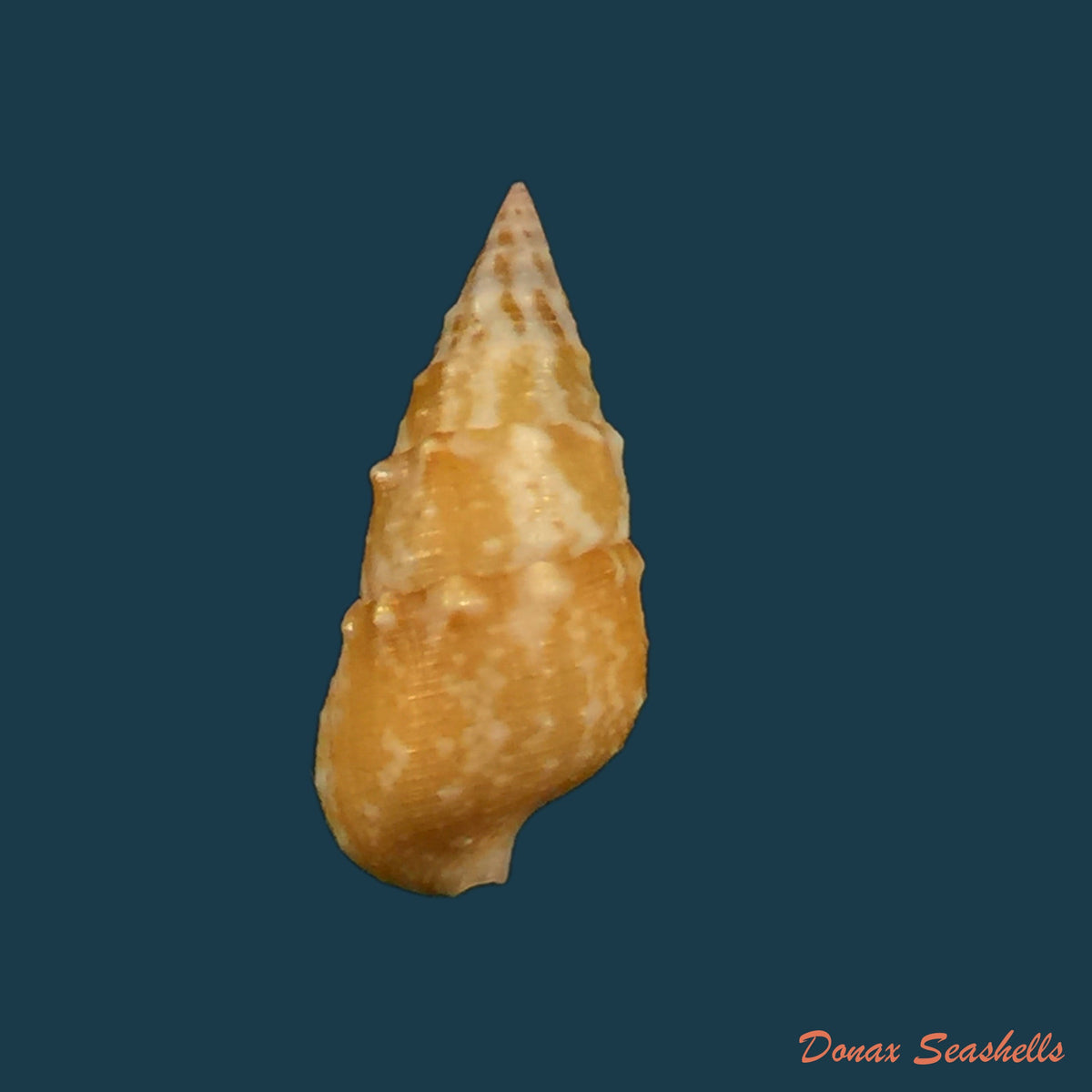 copia-de-cerithium-bayeri-petuch-2001-19-9mm