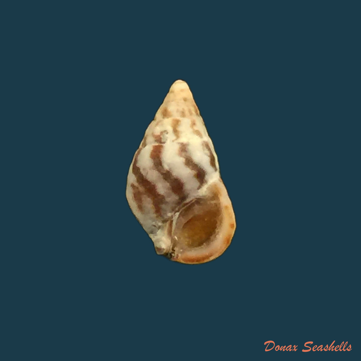 copia-de-cerithium-biminensis-pilsbry-mc-ginty-1949-8-6mm
