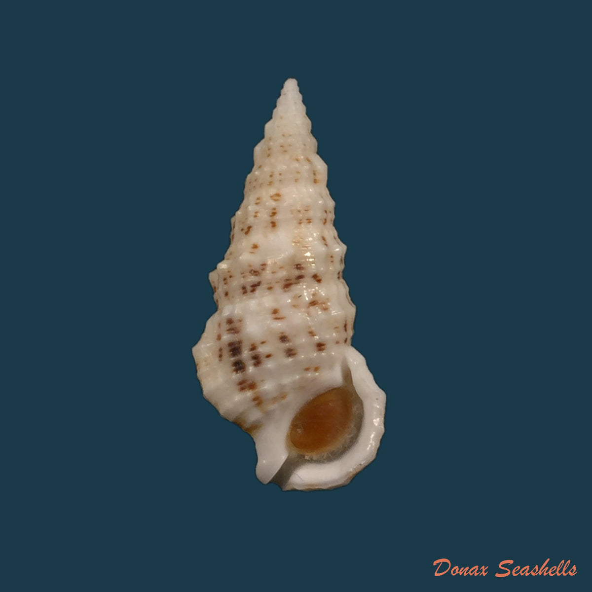 copia-de-cerithium-eburneum-bruguiere-1792-31-7mm