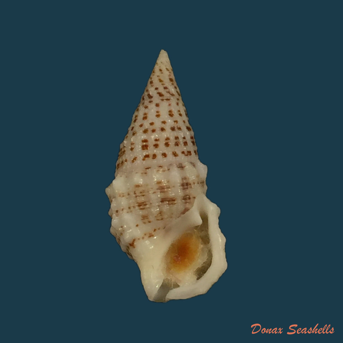 copia-de-cerithium-muscarum-say-1822-19-6mm-1