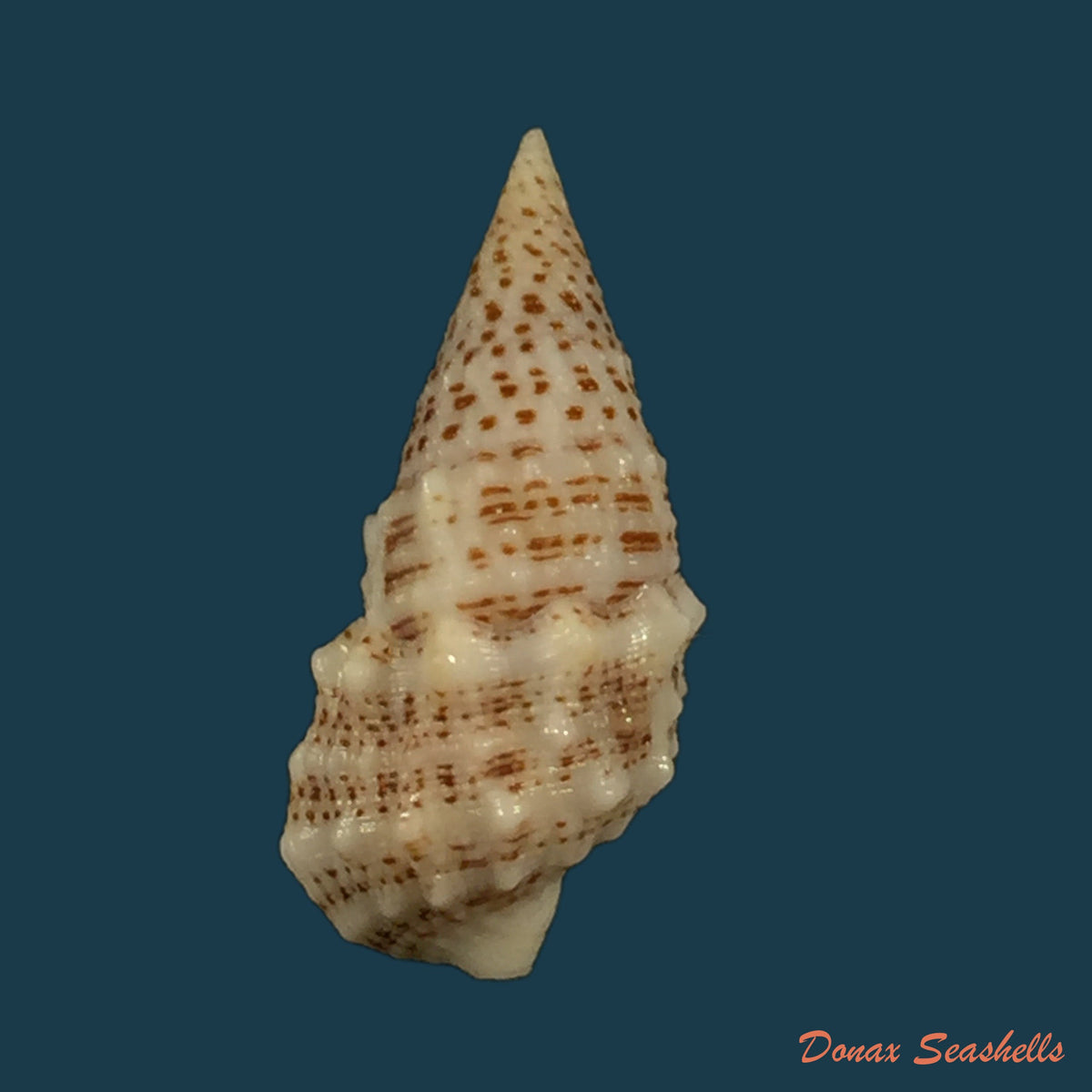 copia-de-cerithium-muscarum-say-1822-19-6mm-1