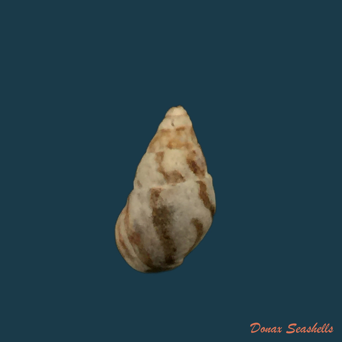 copia-de-cerithium-nesioticum-pilsbry-vanatta-1906-12-4mm