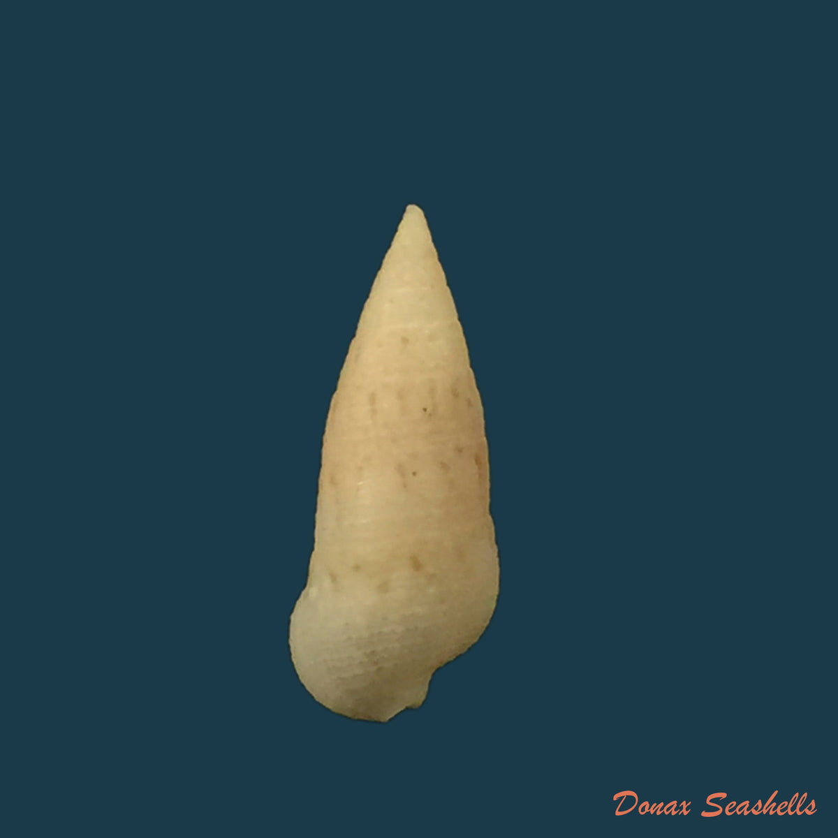 copia-de-cerithium-nesioticum-pilsbry-vanatta-1906-13-1mm