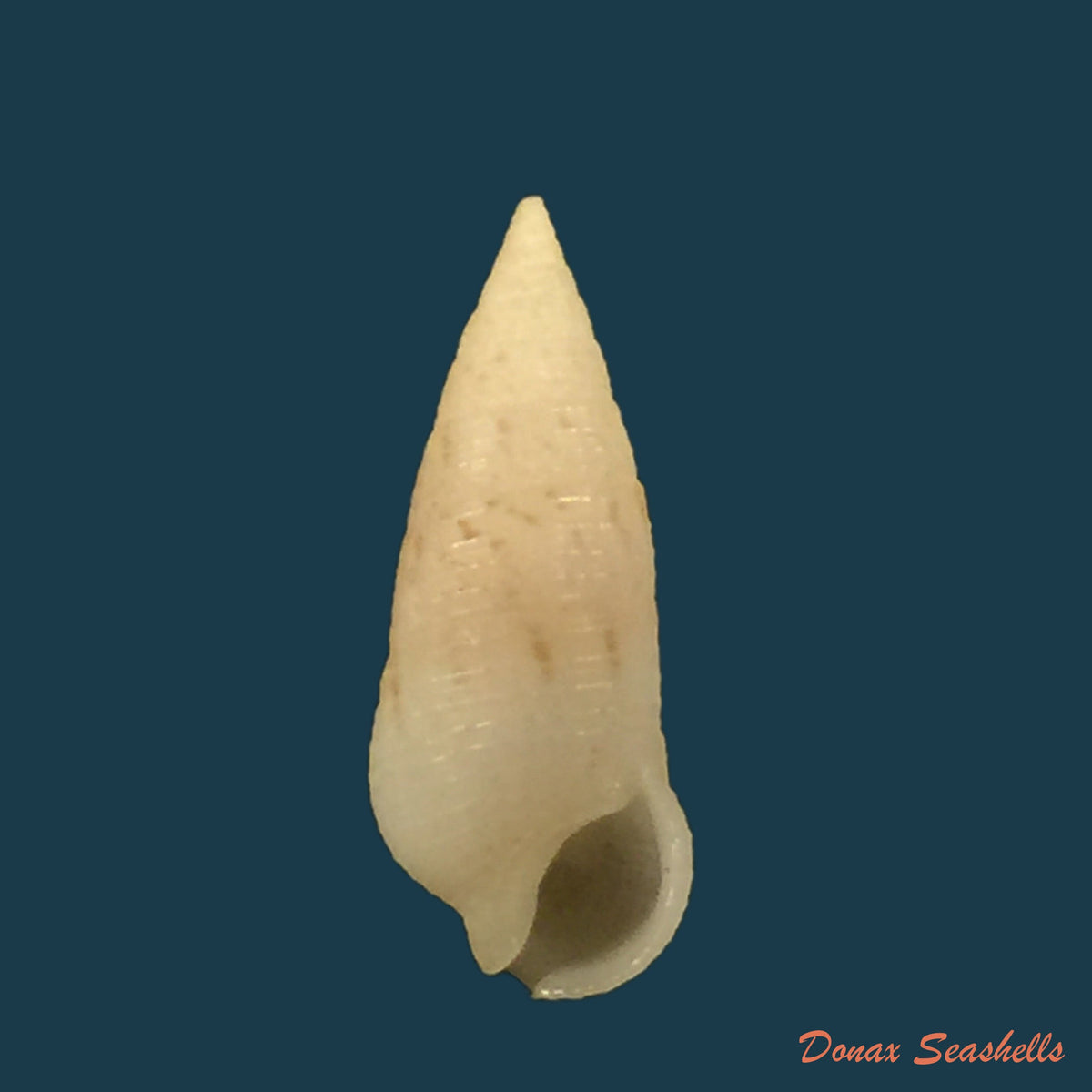 copia-de-cerithium-nesioticum-pilsbry-vanatta-1906-13-1mm