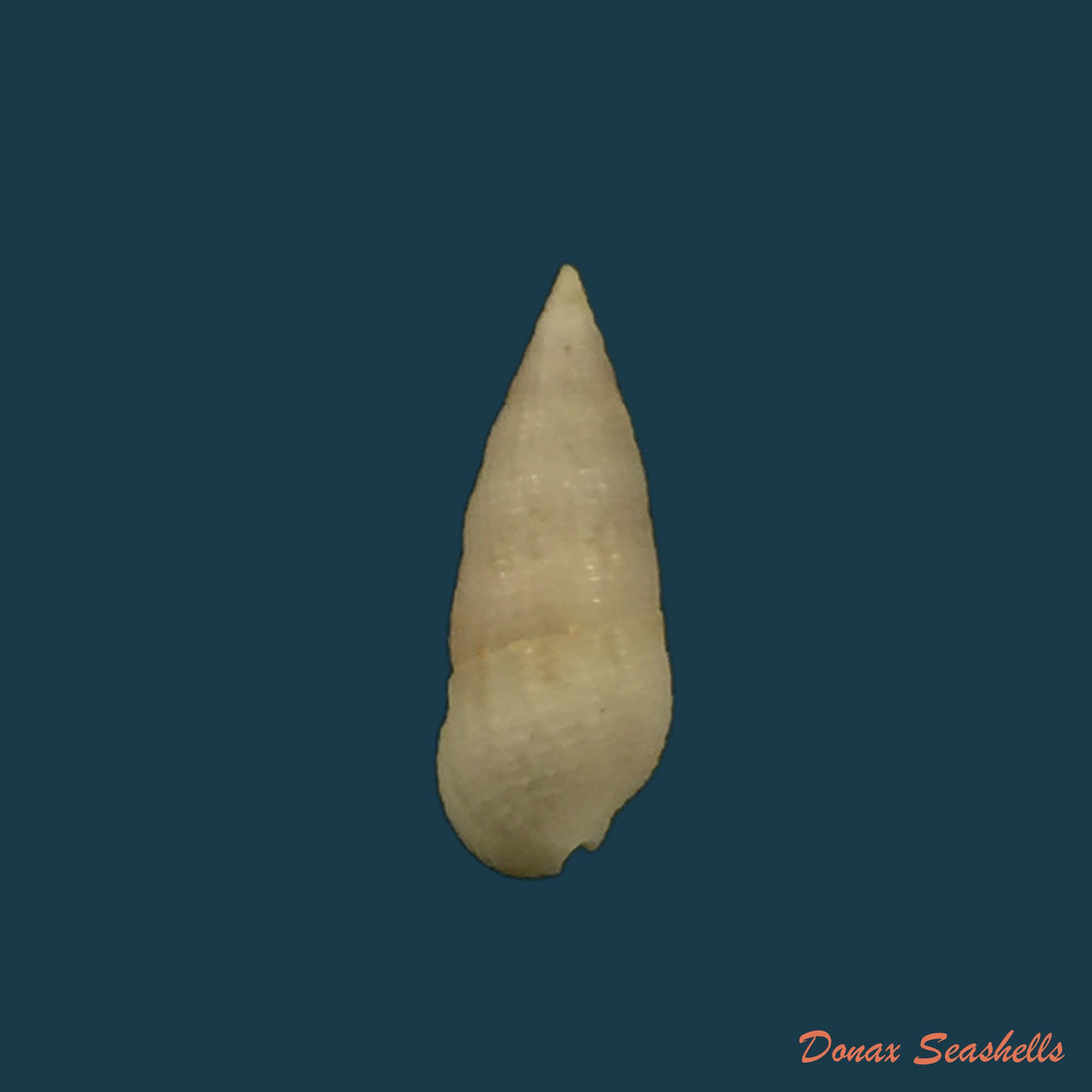 copia-de-cerithium-nesioticum-pilsbry-vanatta-1906-14-2mm