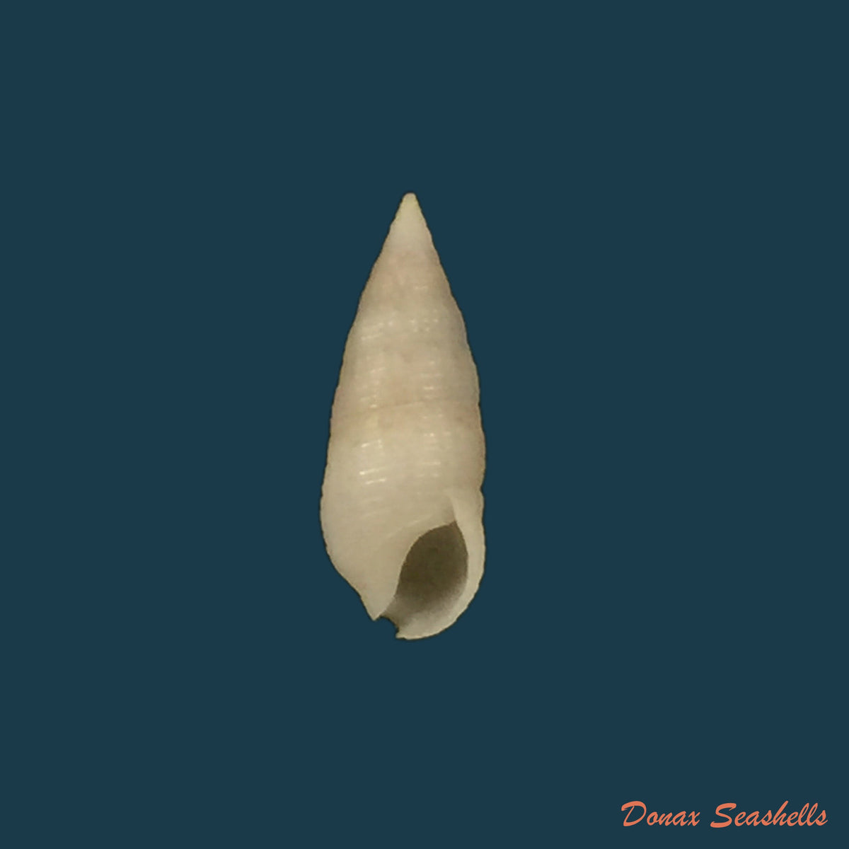 copia-de-cerithium-nesioticum-pilsbry-vanatta-1906-14-2mm