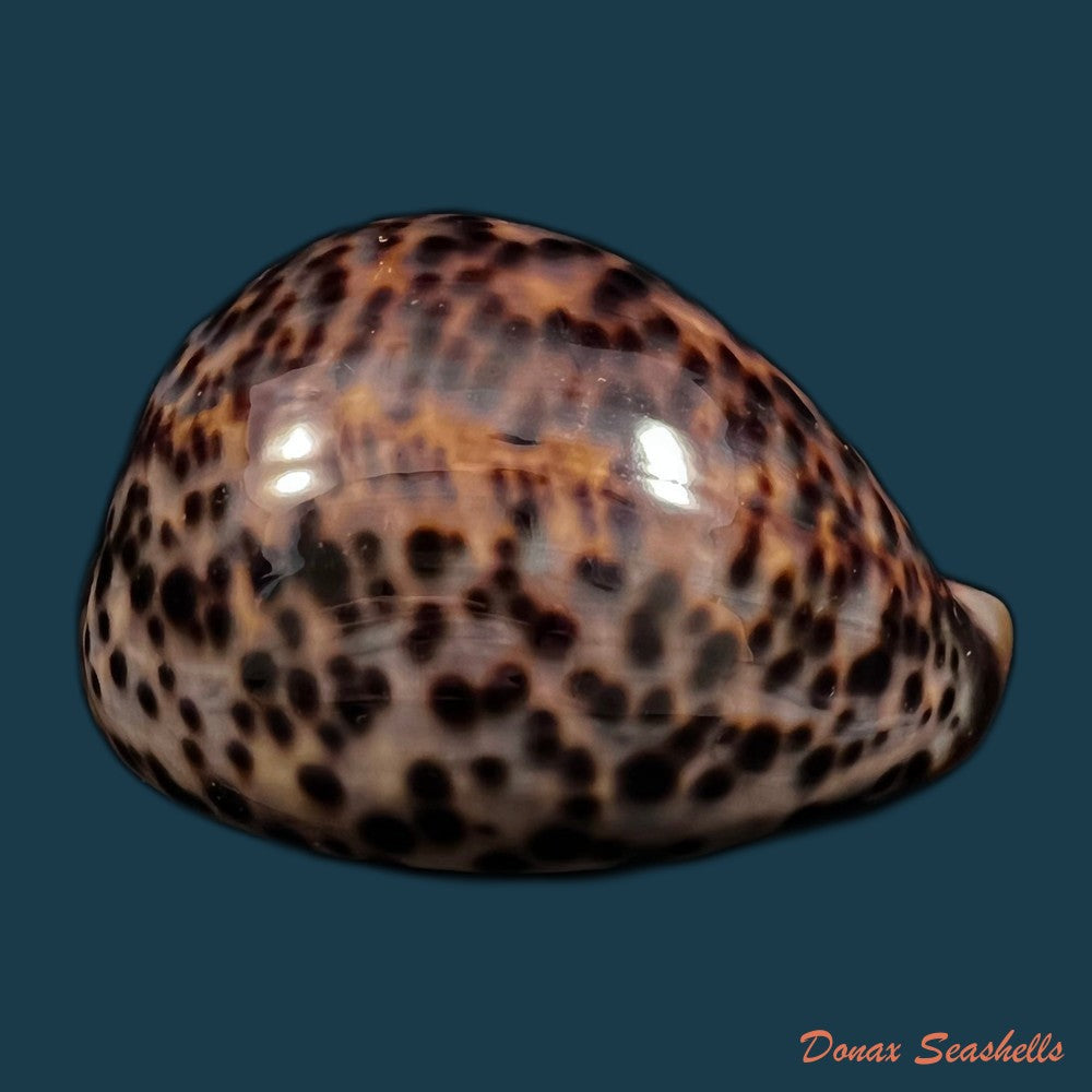 copia-de-chelycypraea-testudinaria-linnaeus-1758-125-4mm