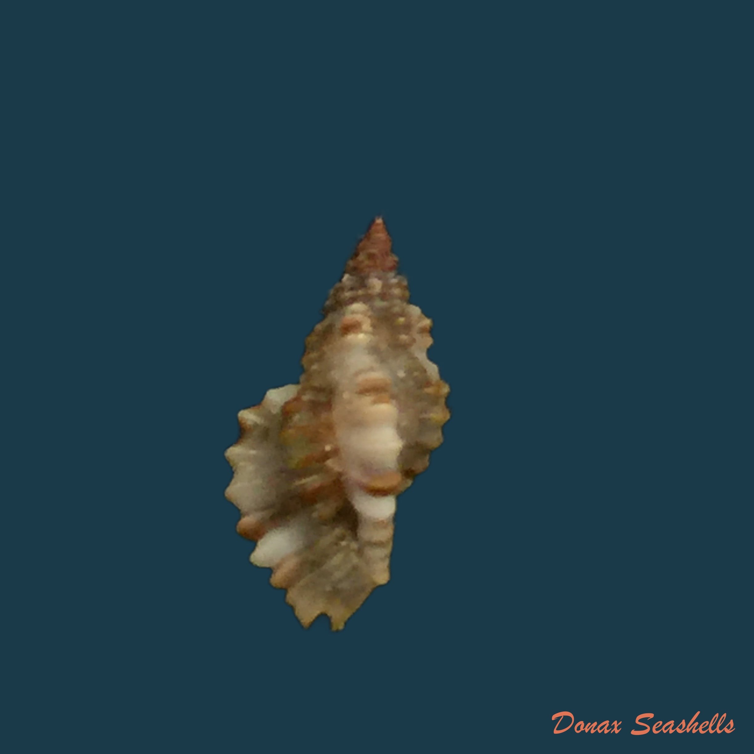 copia-de-chicoreus-crosnieri-houart-1985-30-2mm