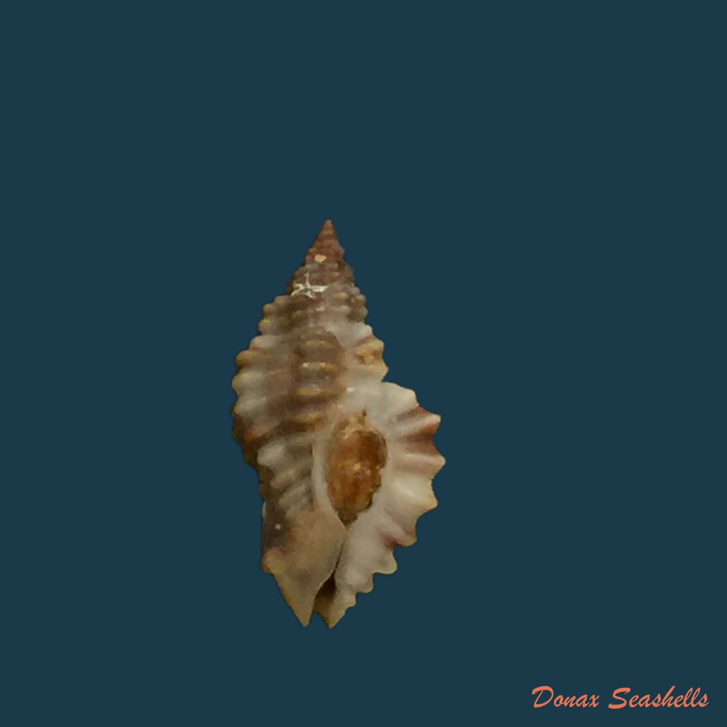 copia-de-chicoreus-crosnieri-houart-1985-30-2mm