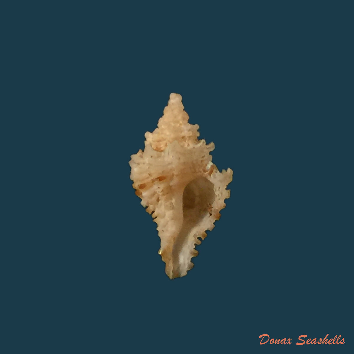copia-de-chicoreus-springeri-bullis-1964-49-7mm