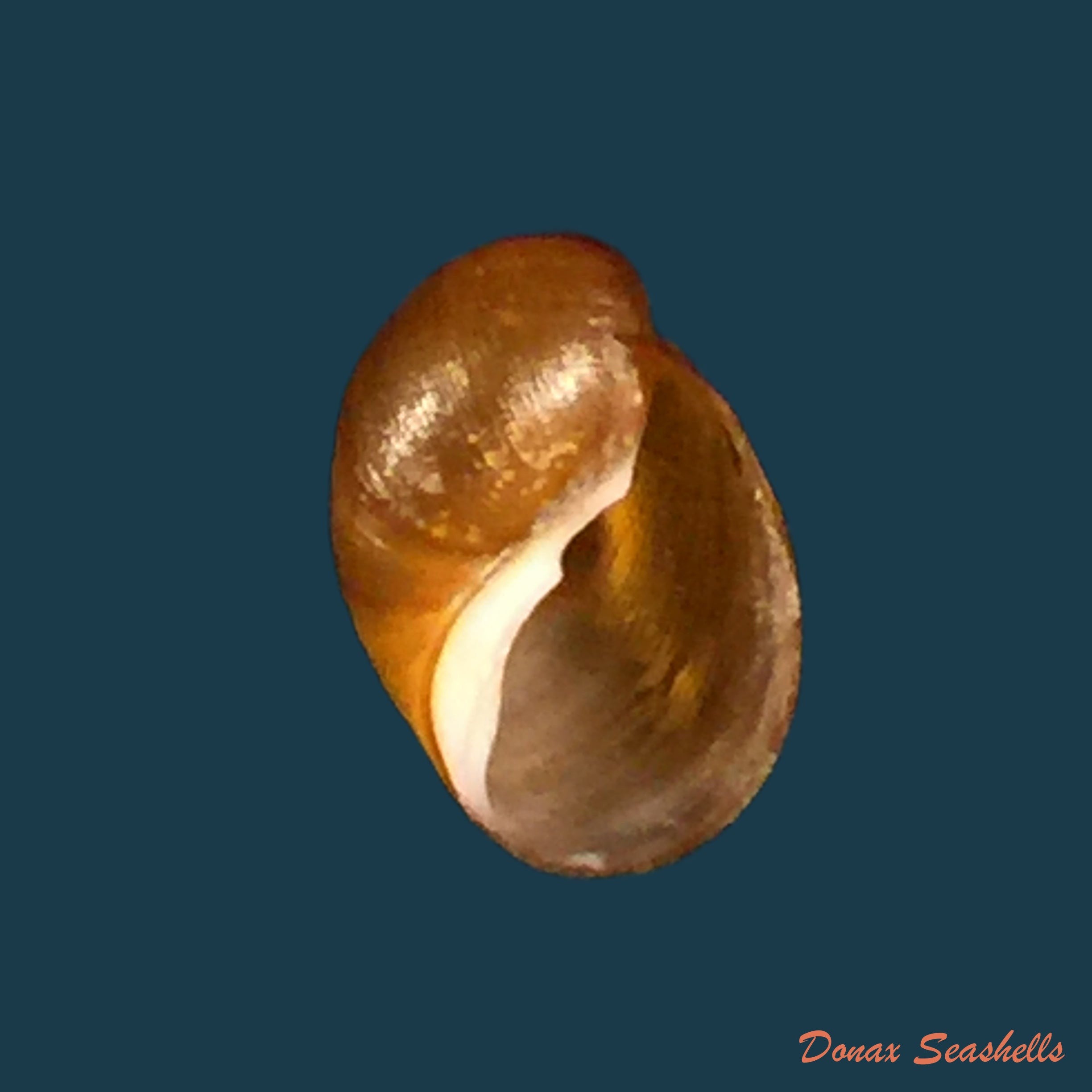 copia-de-chilina-megastoma-h-scott-1958